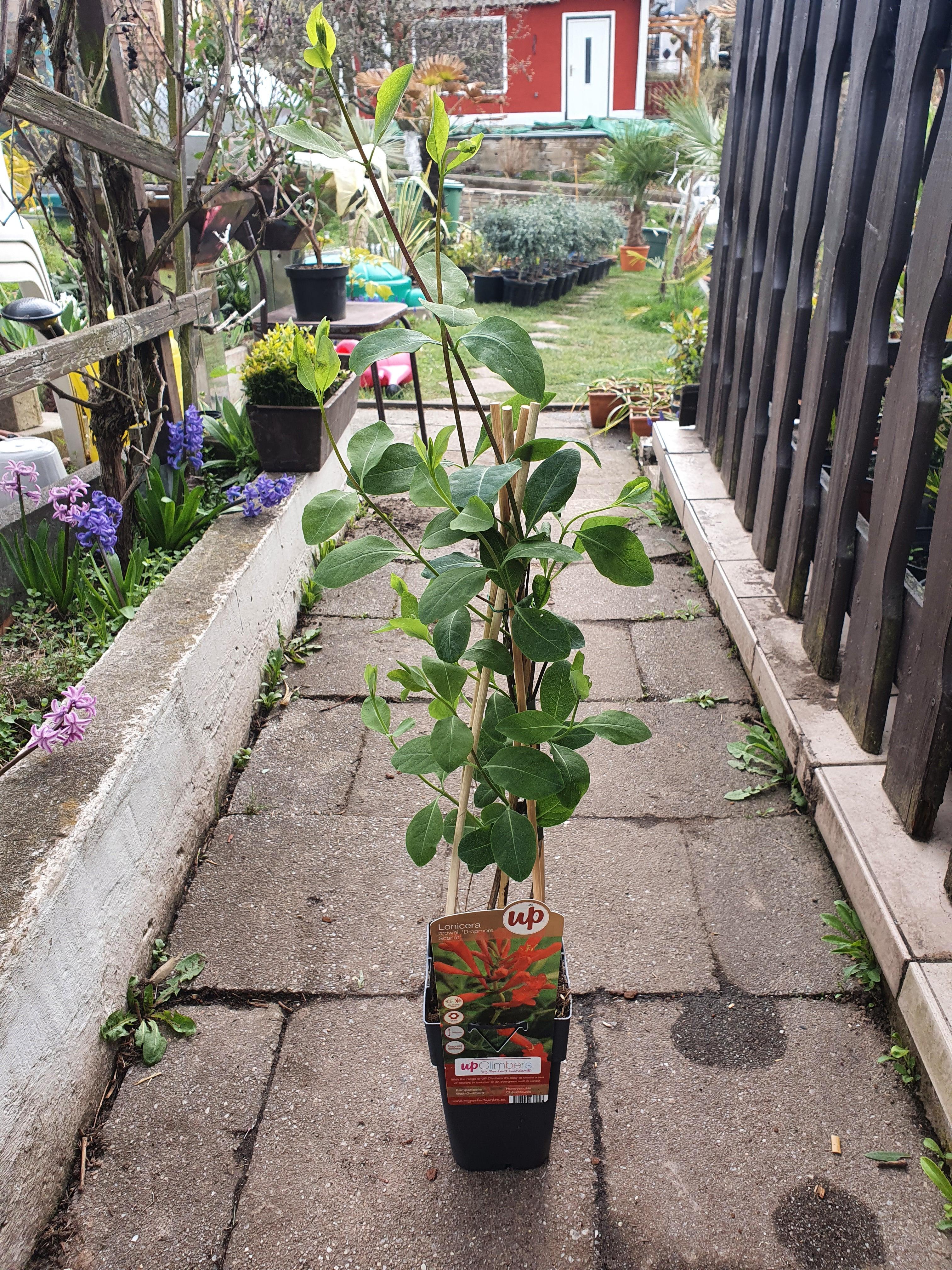 Lonicera brownii &