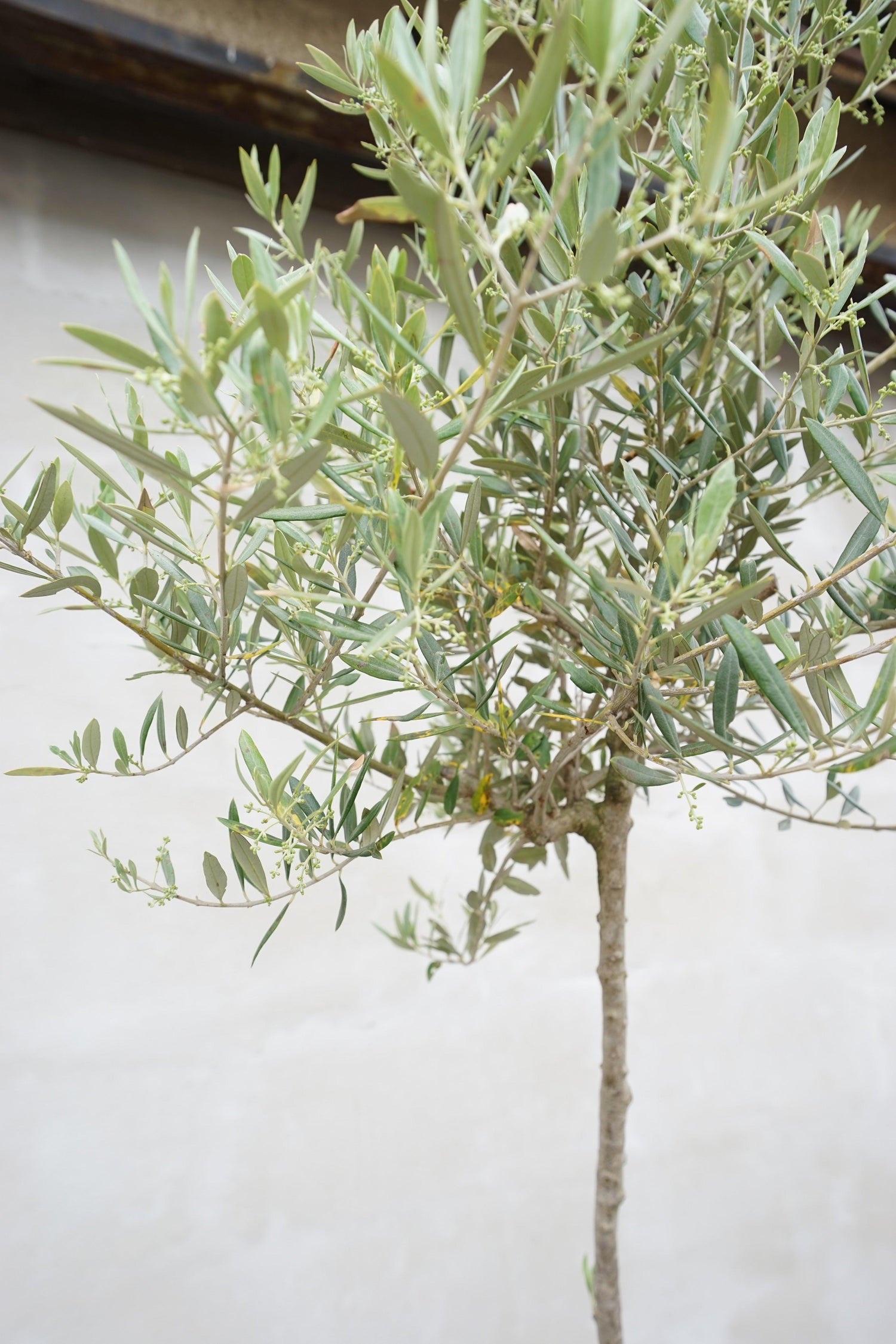 Olea europea - Olivenbaum Ölbaum - Image