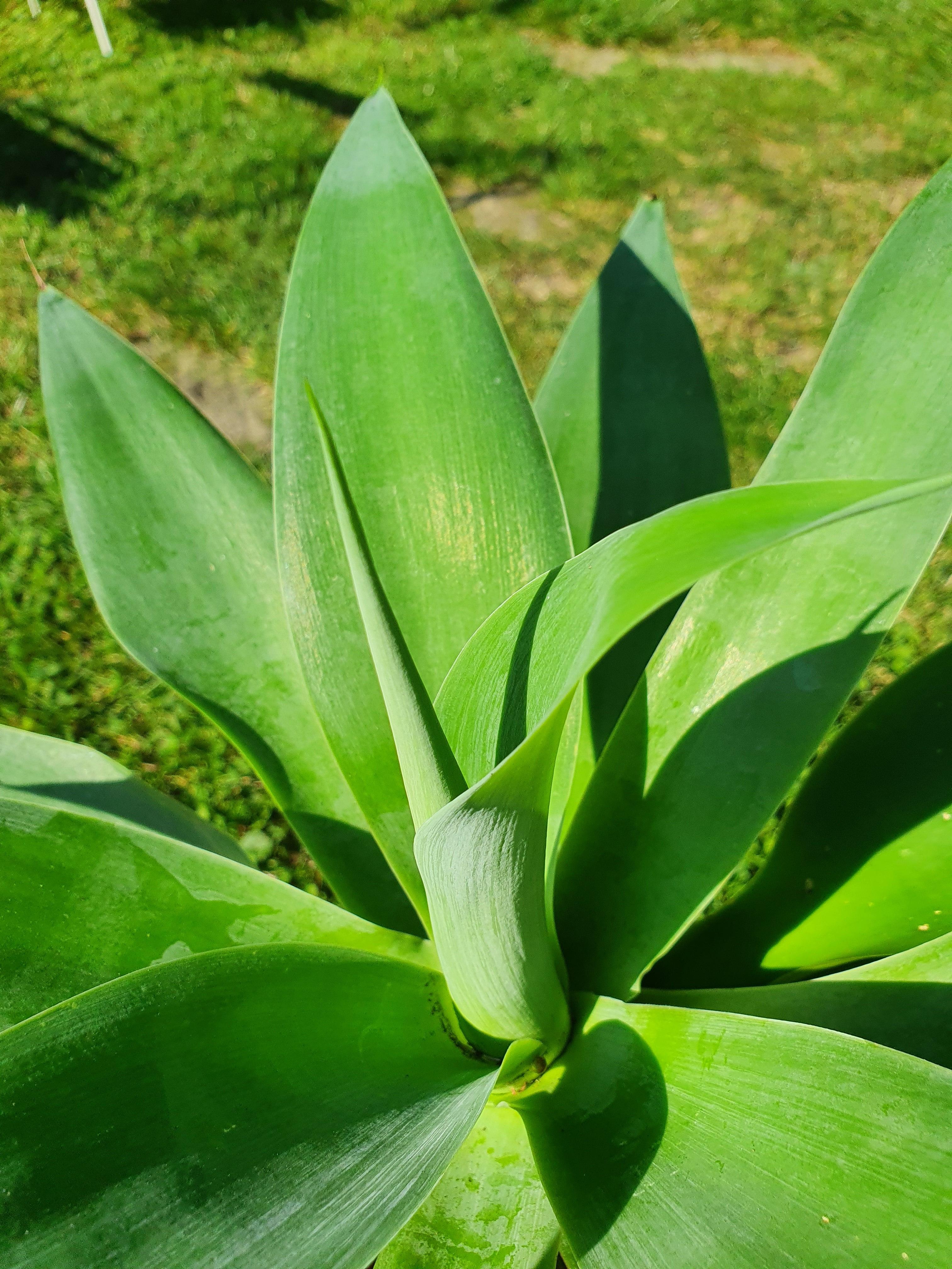 Agava attenuata - Drachenbaum Agave - Image