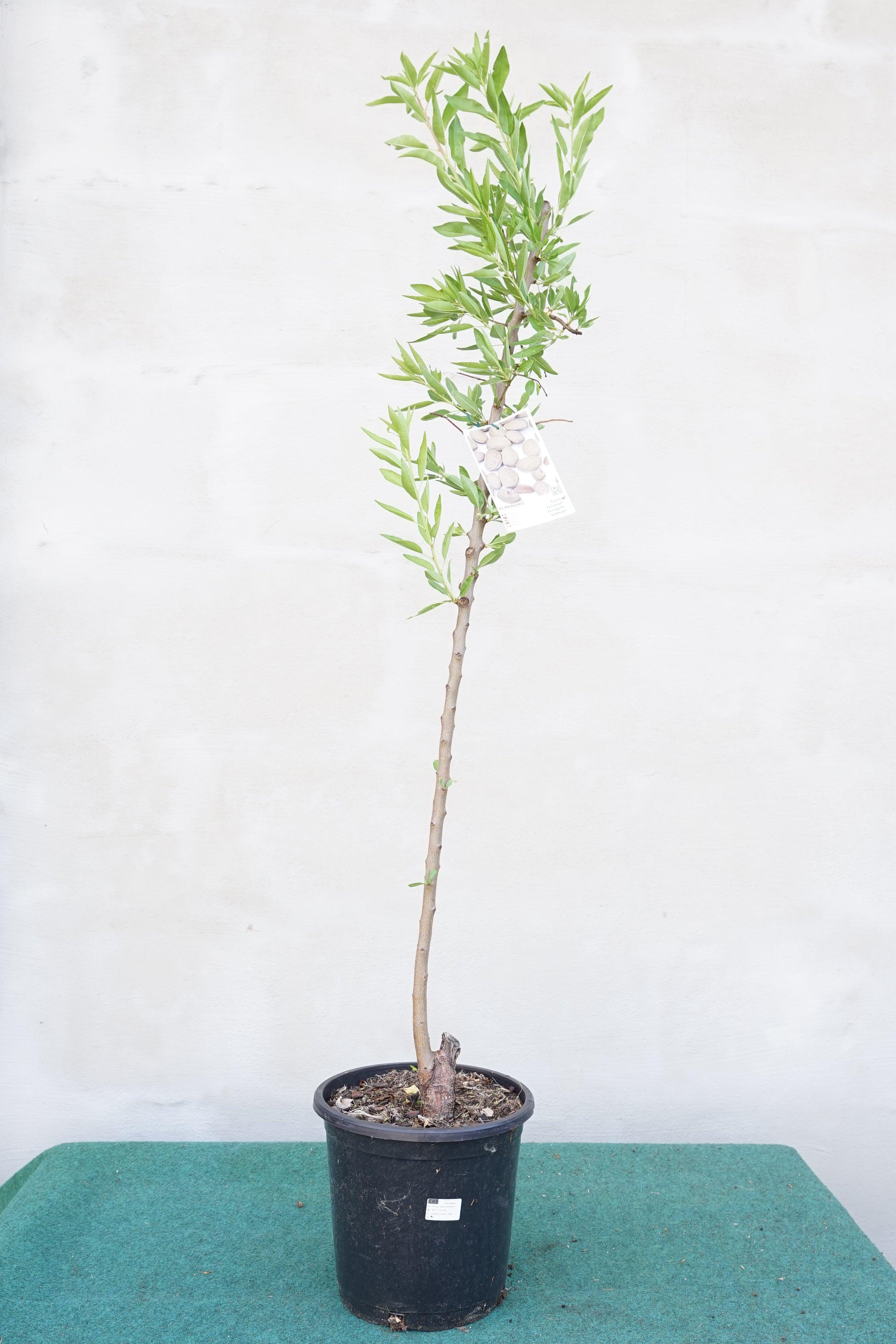 Prunus dulcis - Mandelbaum Süßmandel - Image