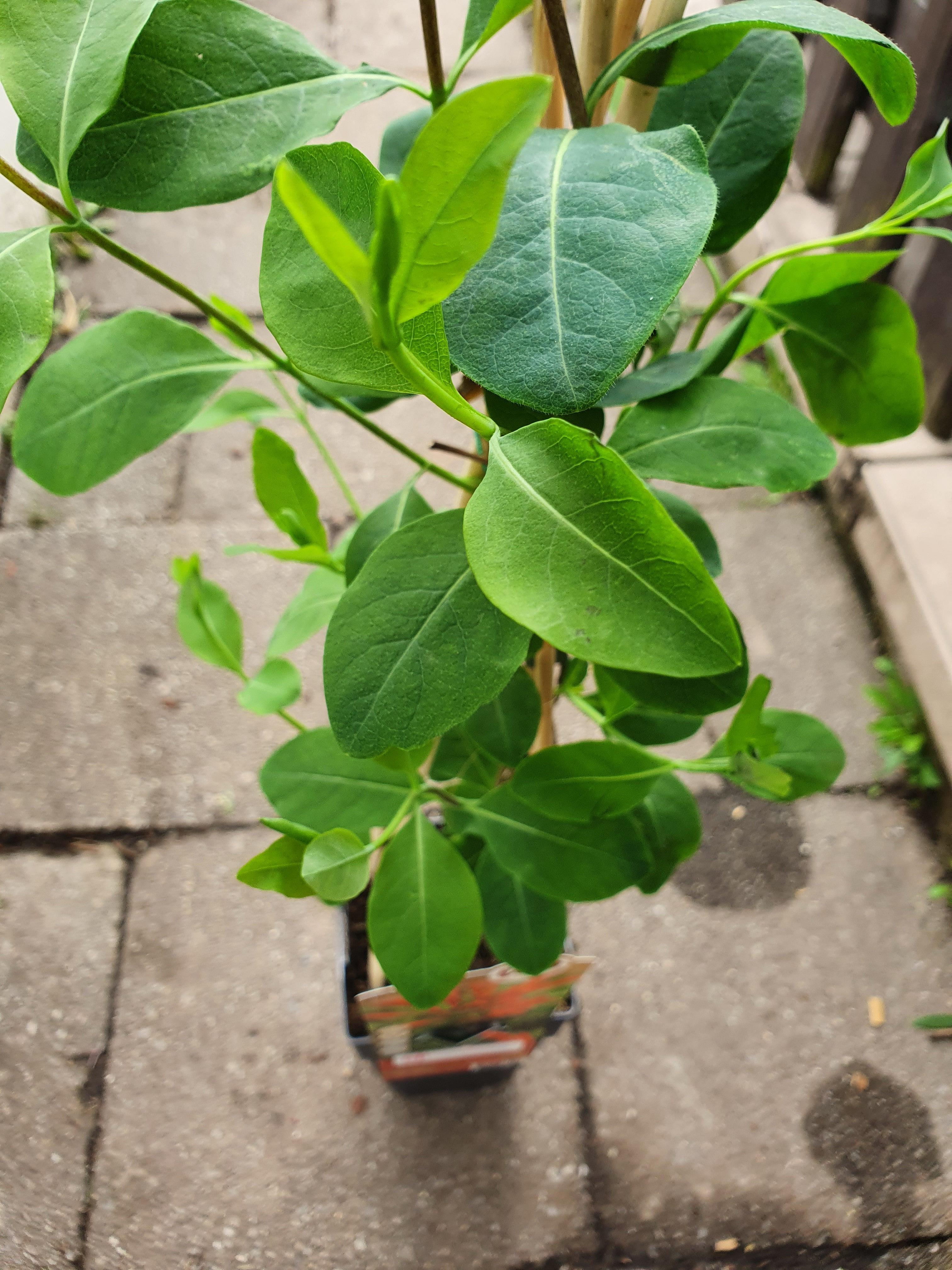 Lonicera brownii &