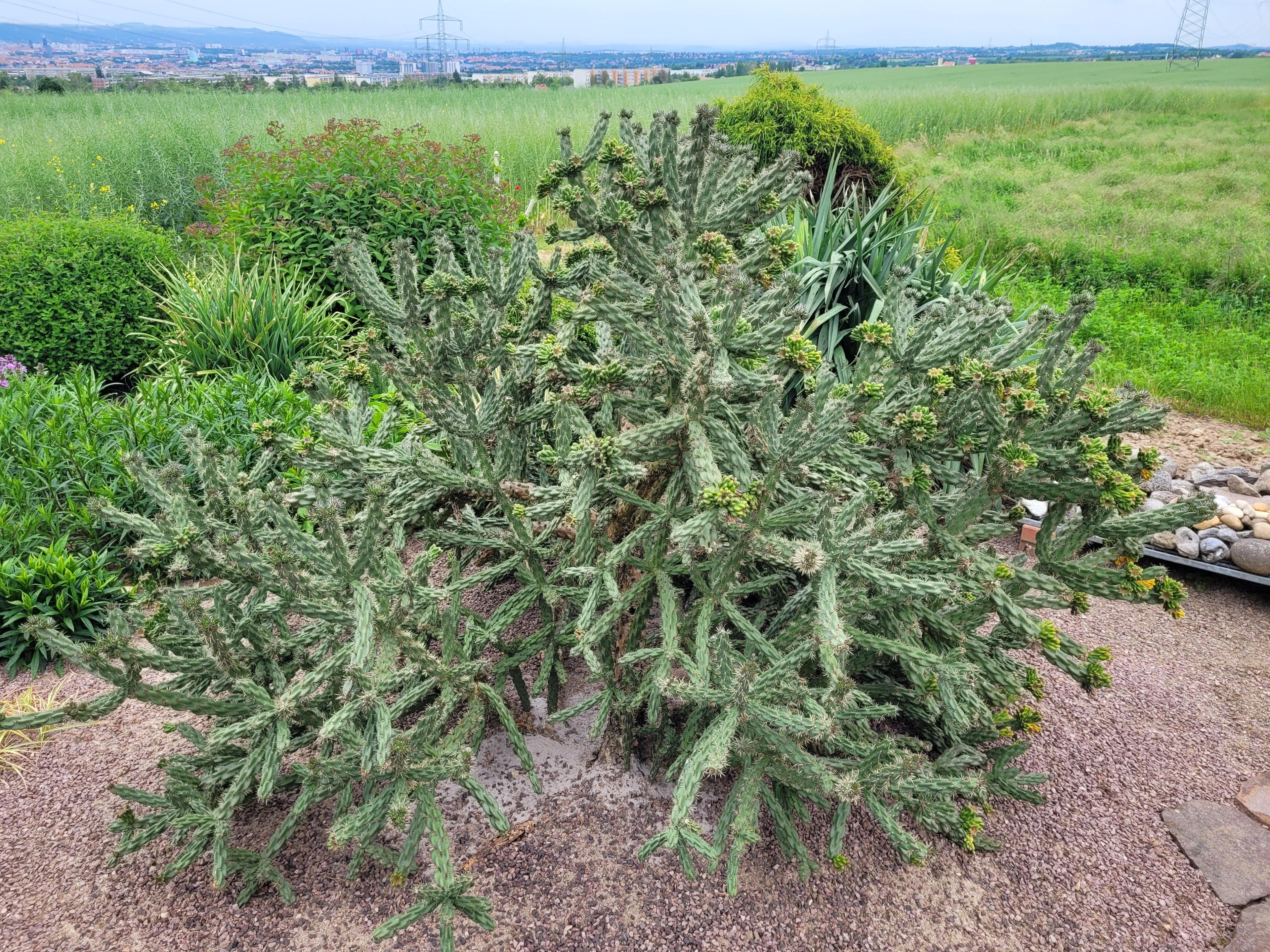 Cylindropuntia imbricata - Zylindrischer Feigenkaktus - Image