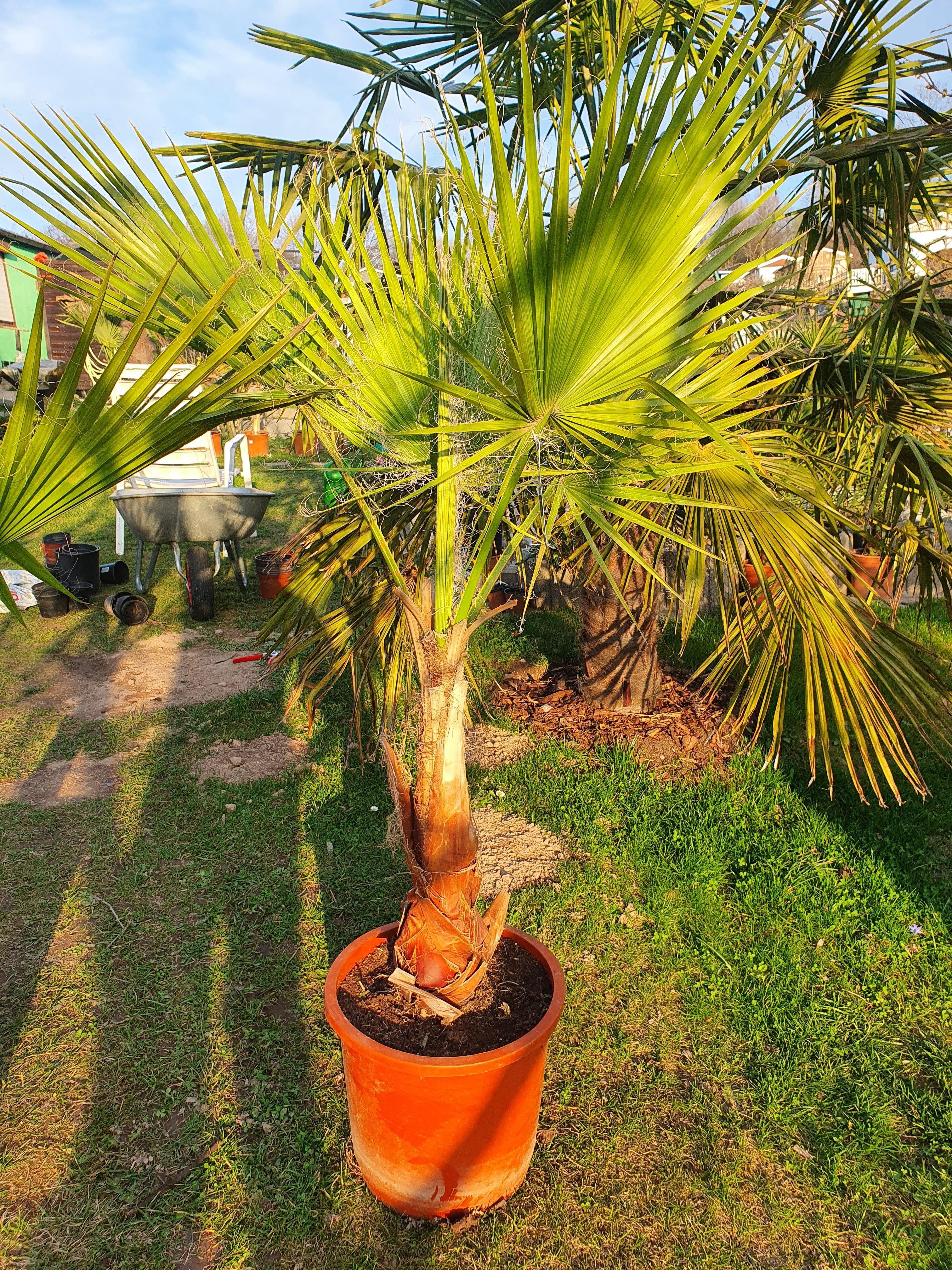 Washingtonia robusta - Mammutpalme - Image