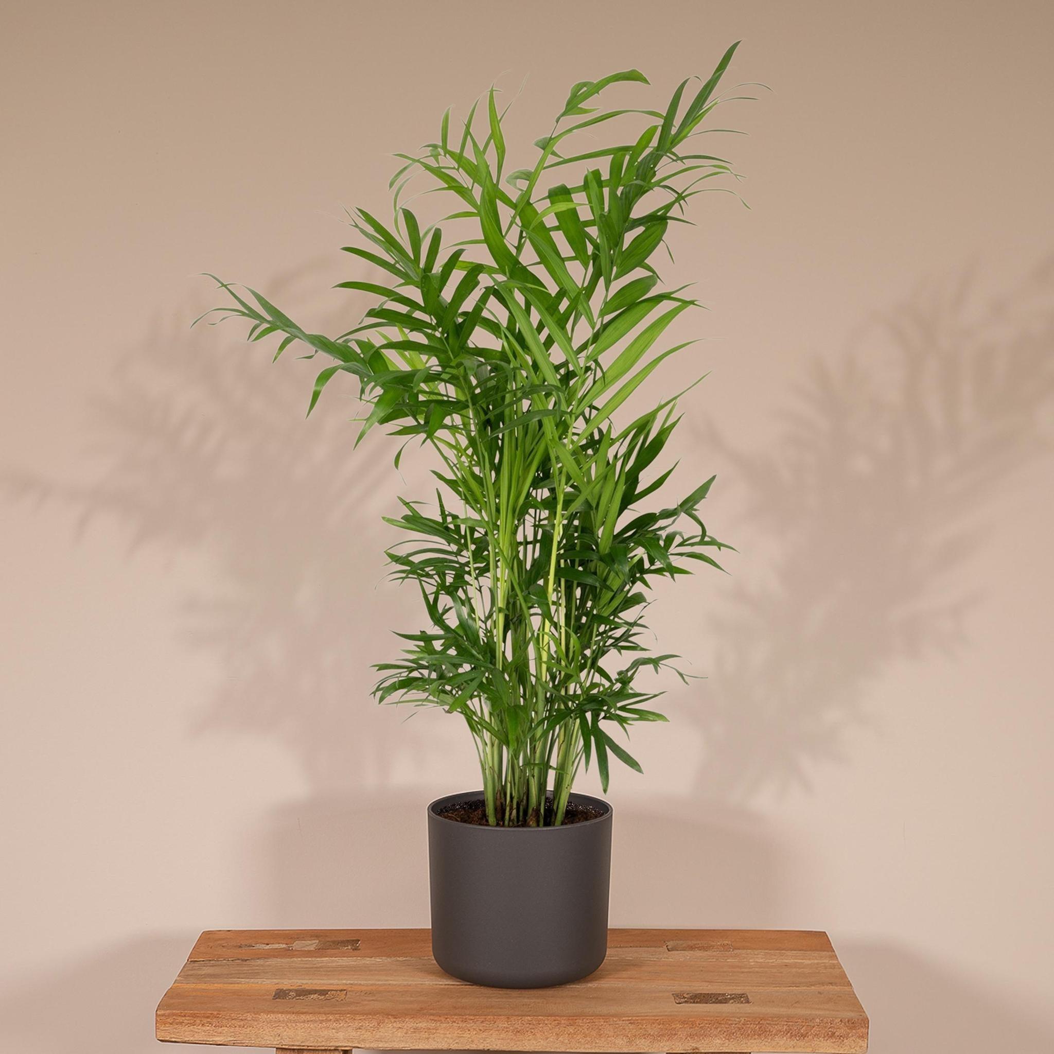 Chamaedorea Elegans - Mexicaanse Bergpalm - 40cm - Ø12 - Image