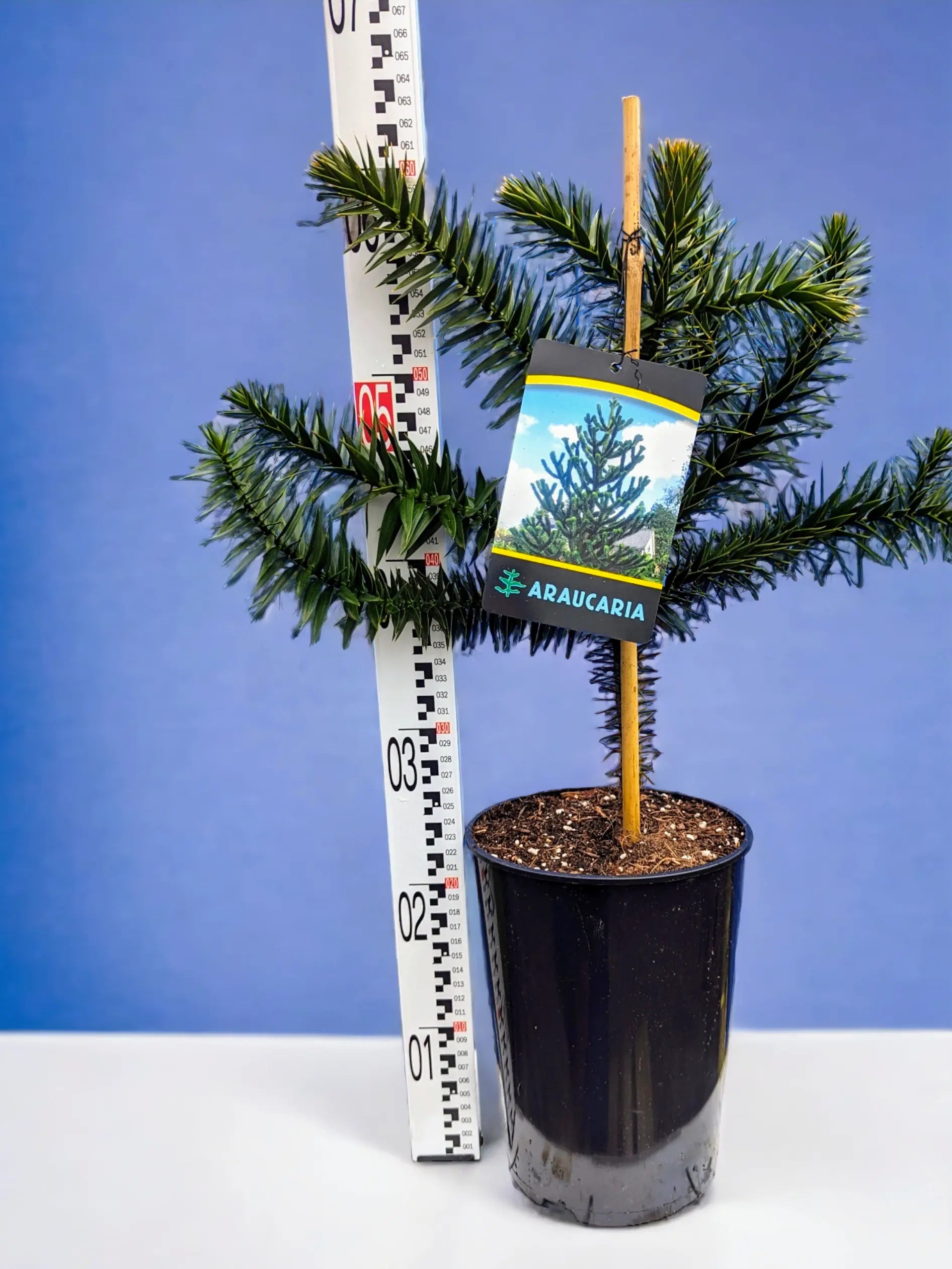 Araucaria araucana - Chilenische Araukarie - Image