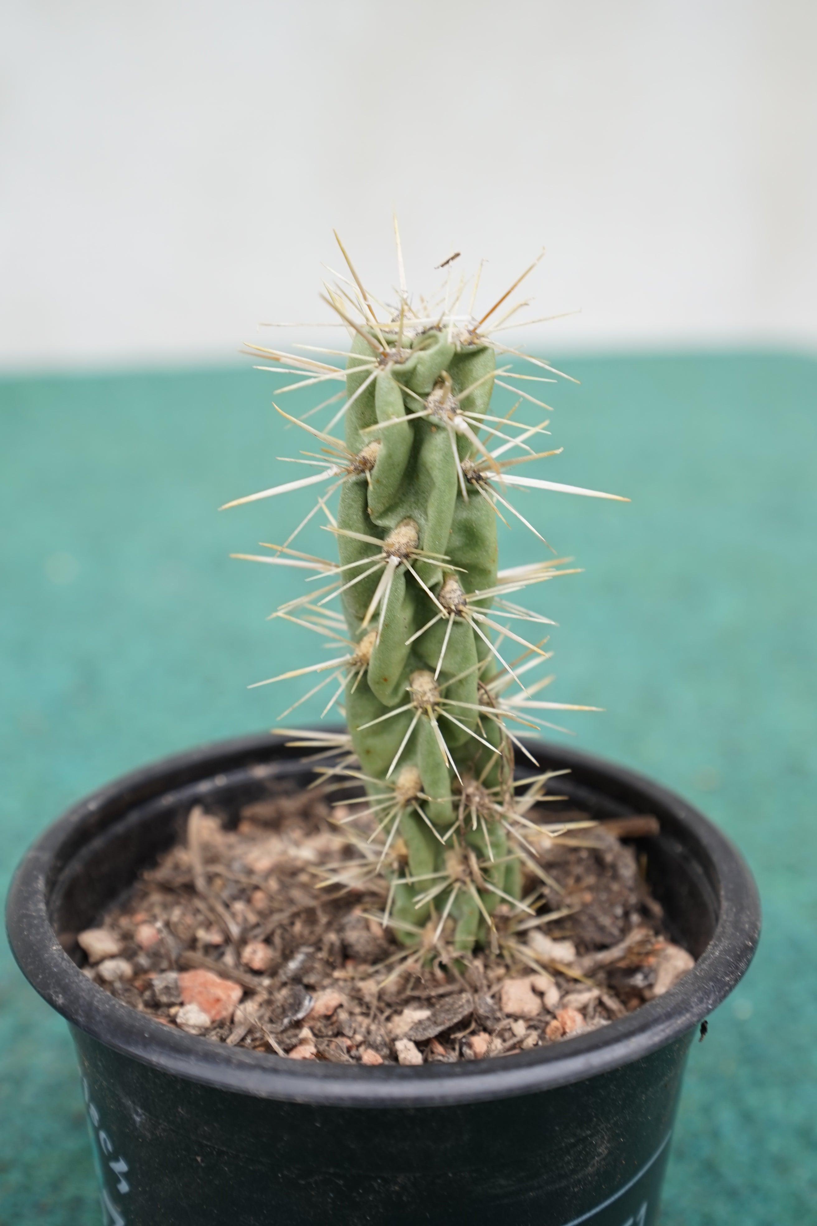 Cylindropuntia imbricata - Zylindrischer Feigenkaktus - Image