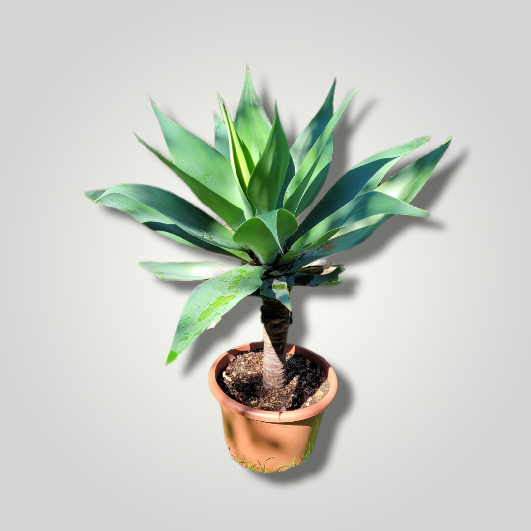 Agava attenuata - Drachenbaum Agave - Image