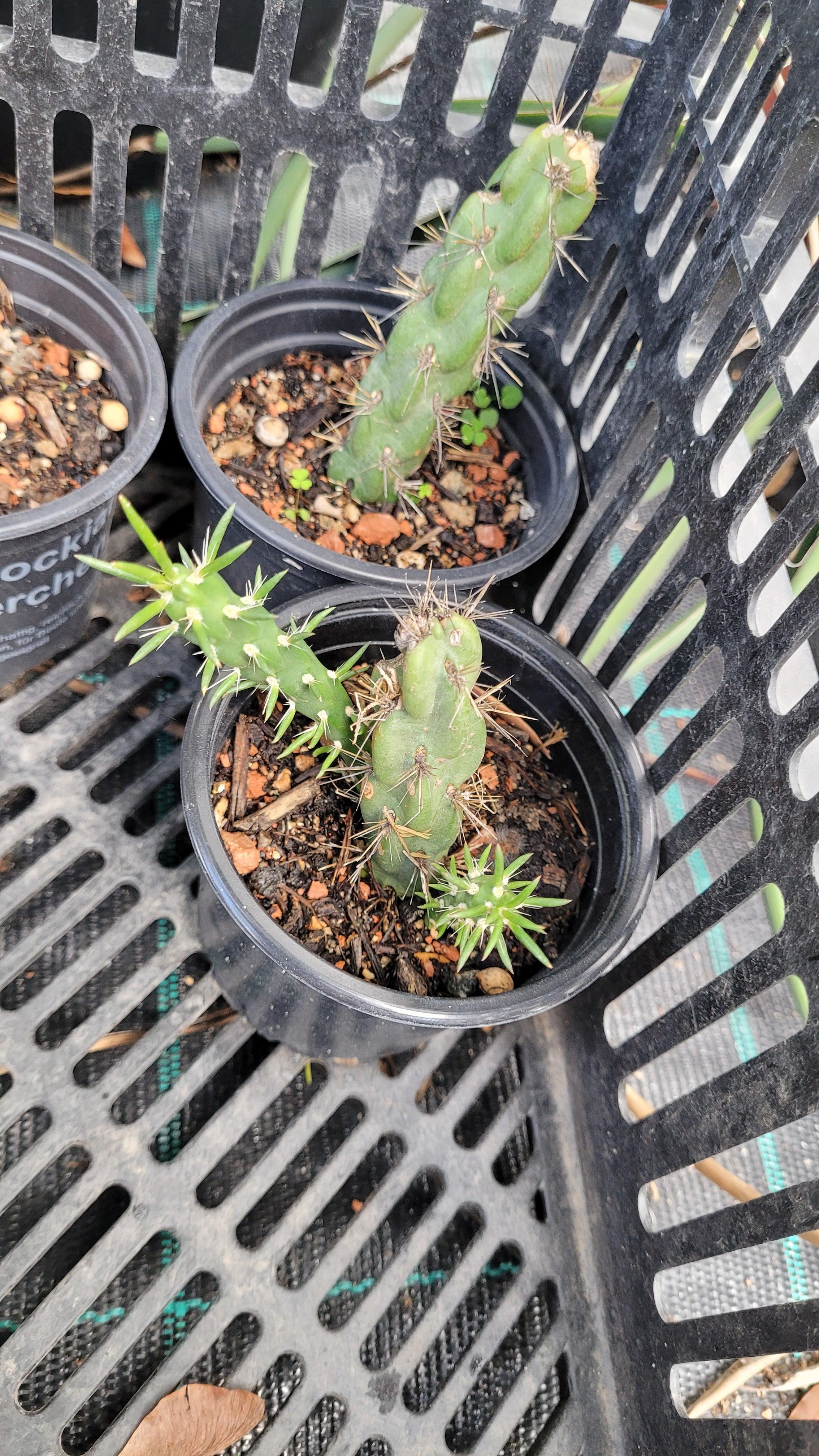 Cylindropuntia imbricata - Zylindrischer Feigenkaktus - Image