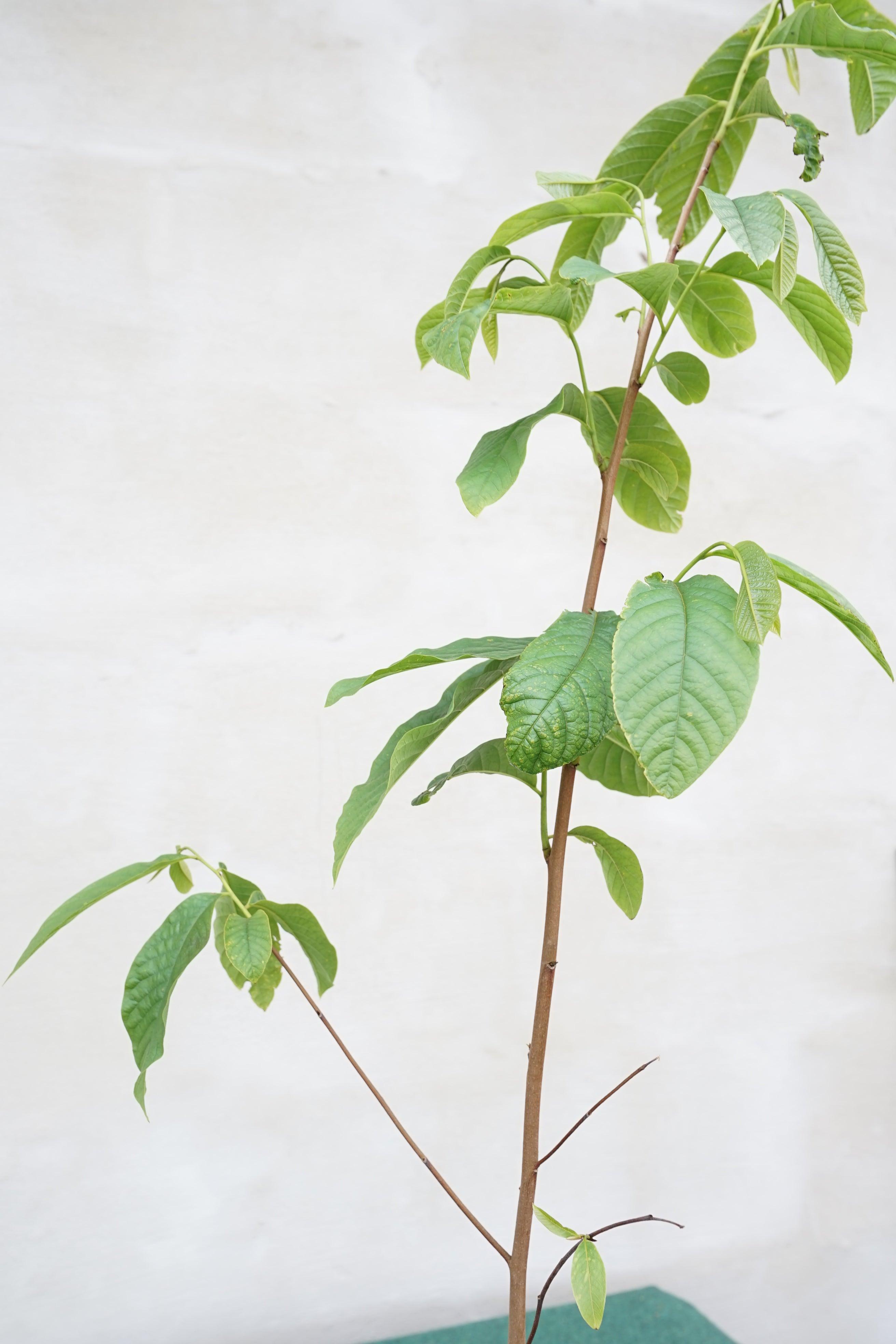 Asimina triloba &