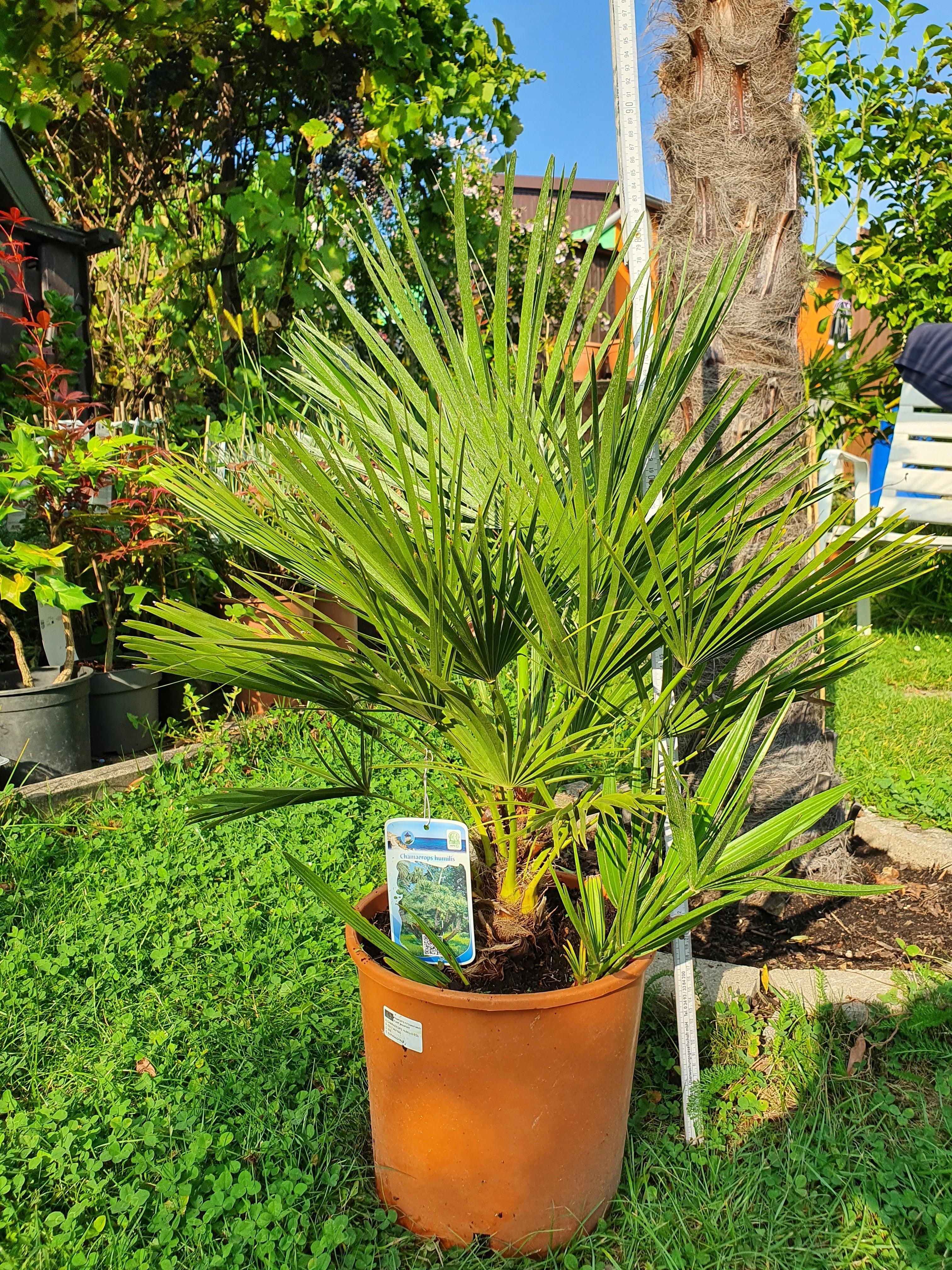 Chamaerops humilis - Europäische Zwergpalme Fächerpalmen Sachsenpalmen 80 – 90 cm 