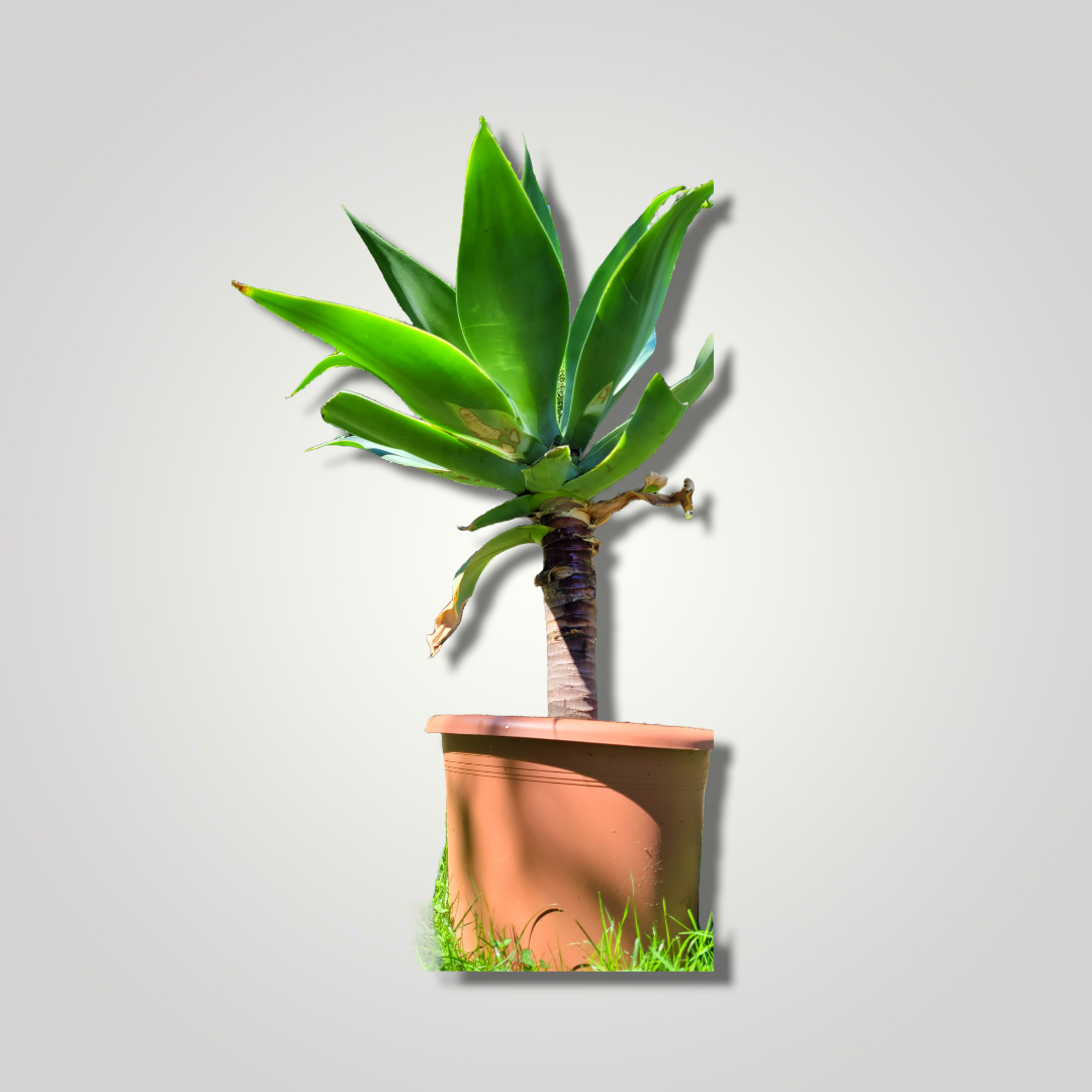 Agava attenuata - Drachenbaum Agave - Image