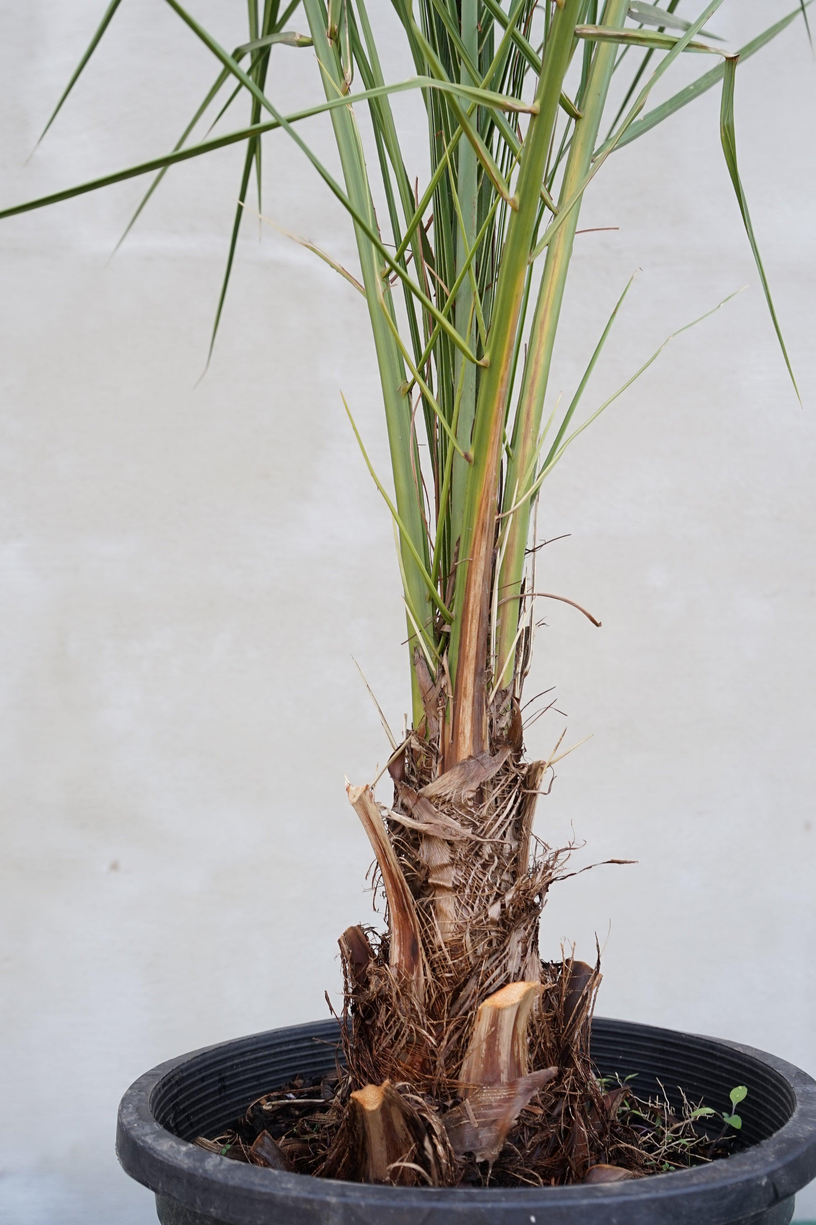 Phoenix canariensis - Kanarische Dattelpalme - Image