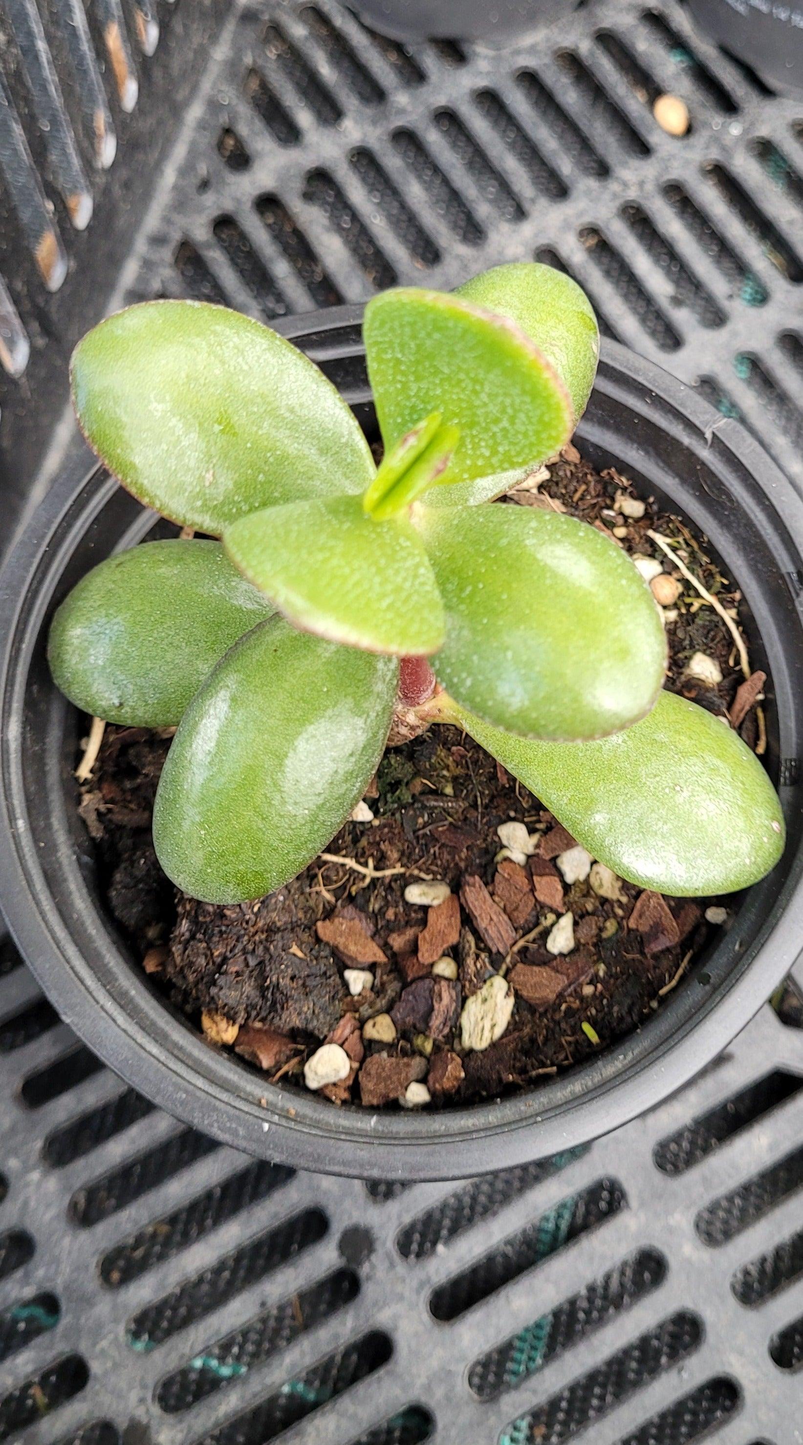 Crassula ovata - Jadestrauch Geldbaum - Image