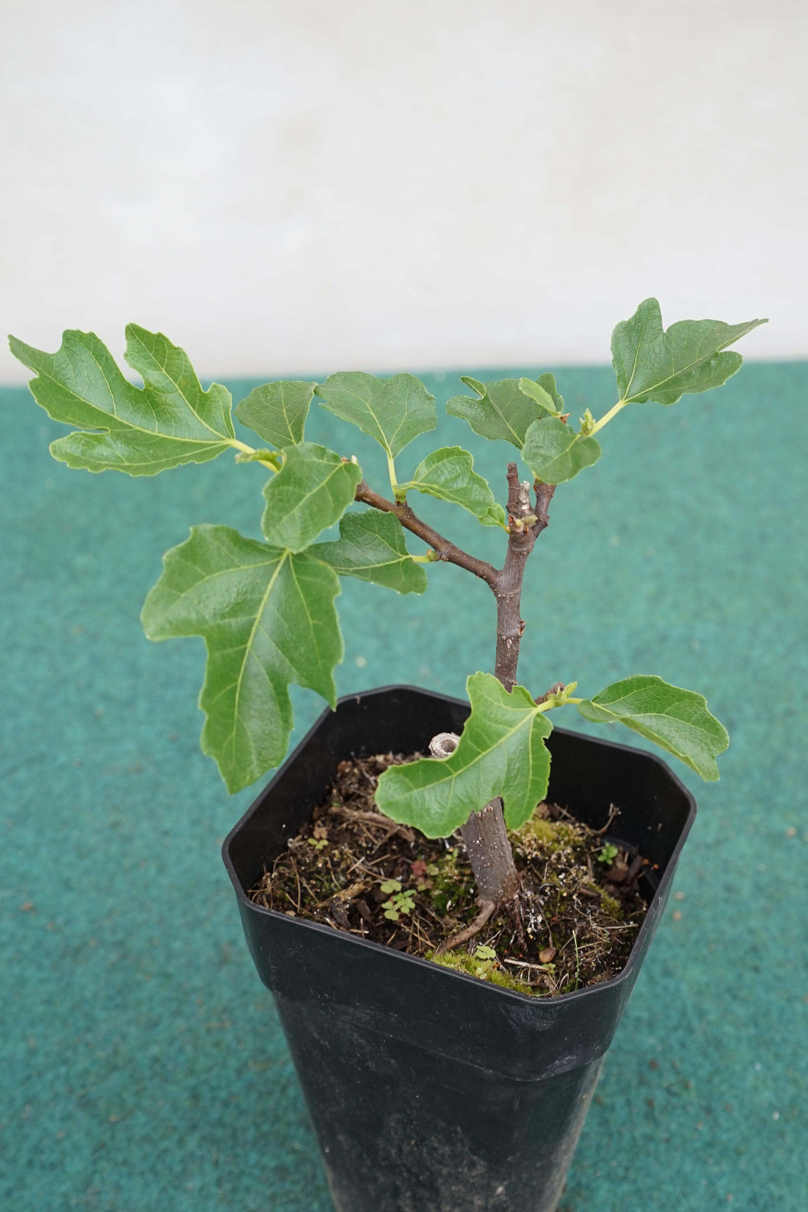 Ficus carica &