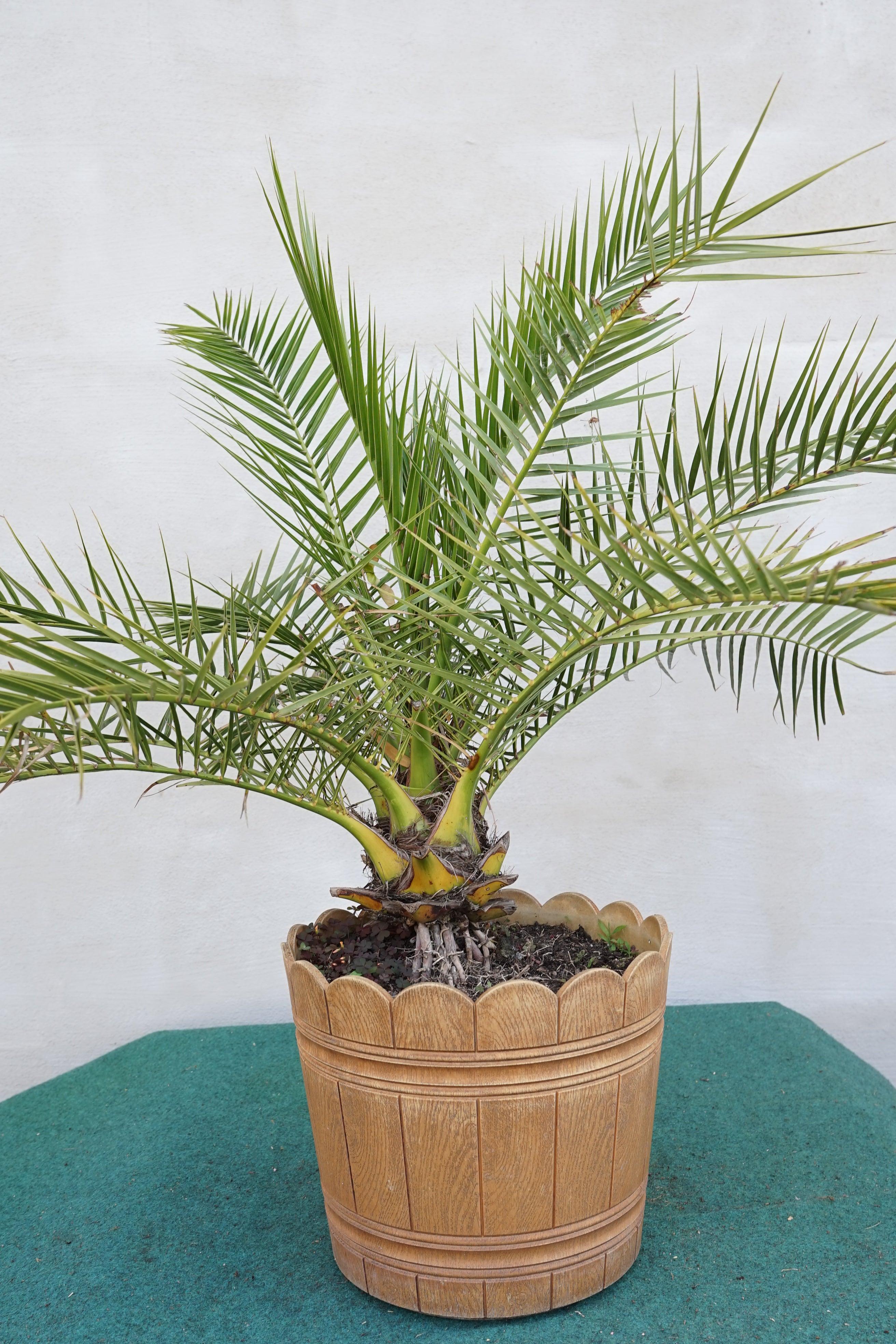 Phoenix canariensis - Kanarische Dattelpalme - Image