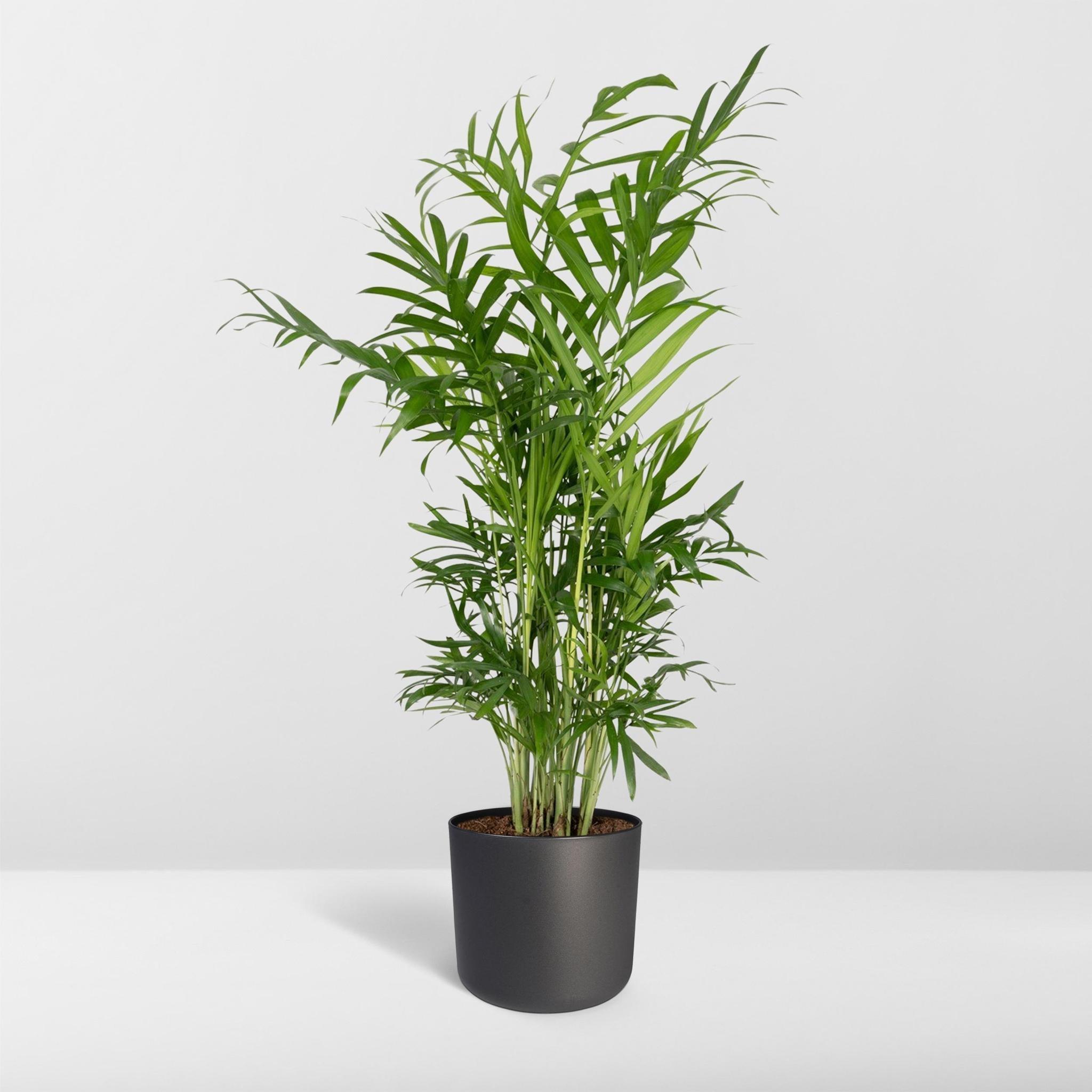 Chamaedorea Elegans - Mexicaanse Bergpalm - 40cm - Ø12 - Image