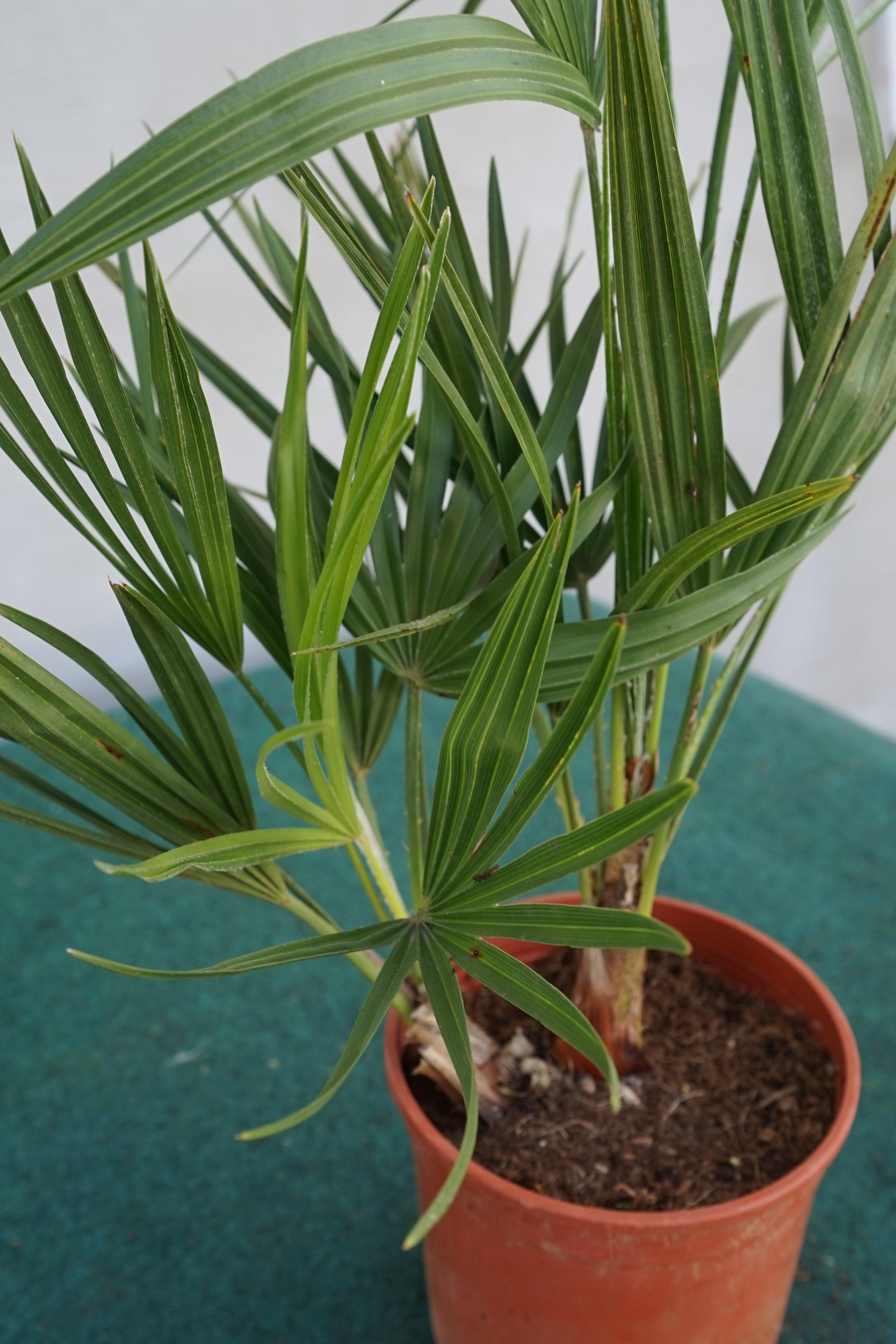 Chamaerops humilis - Europäische Zwergpalme - Image