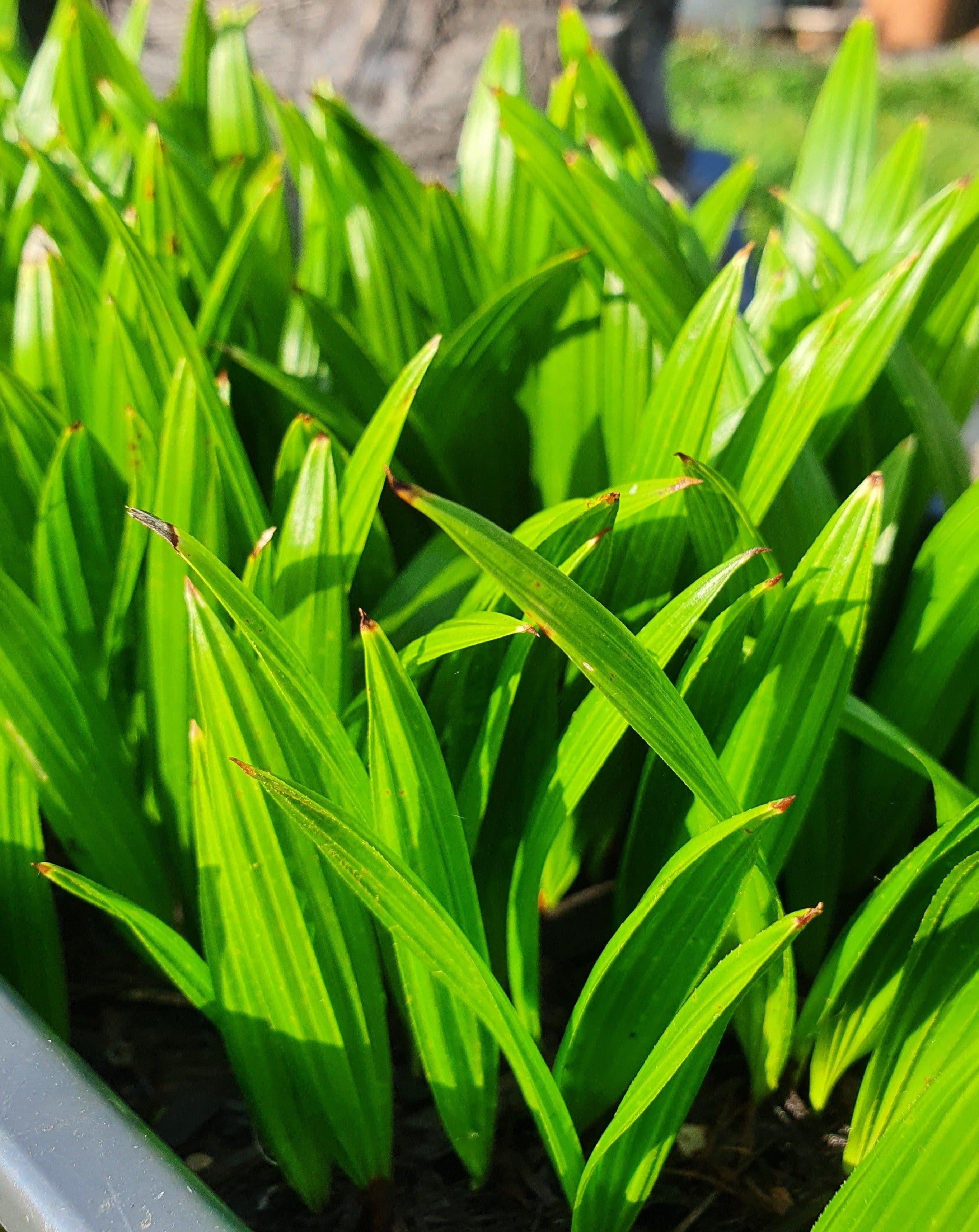 Trachycarpus fortunei Jungpflanzen - 5er-Set Chinesische Hanfpalme - Image