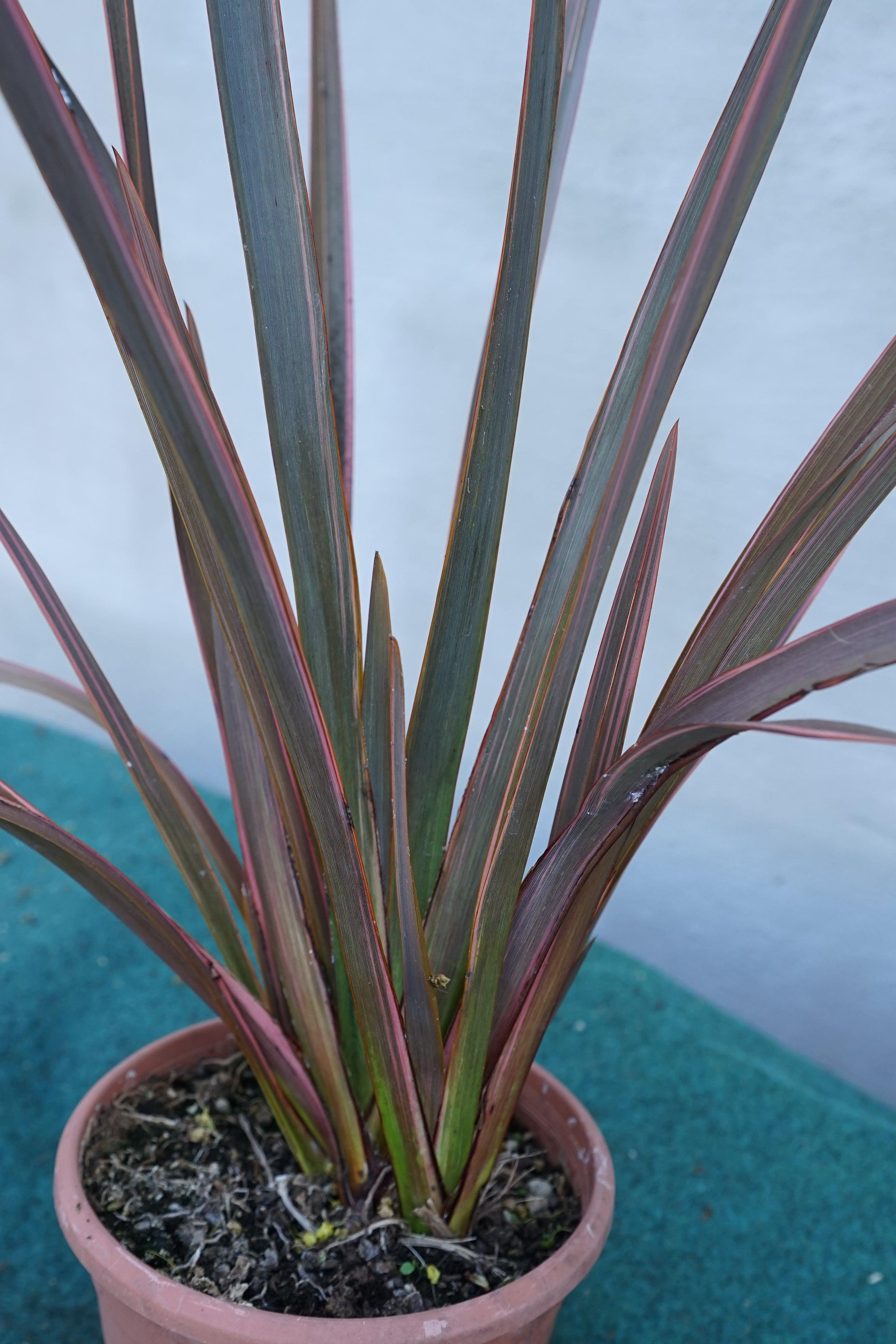 Phormium &