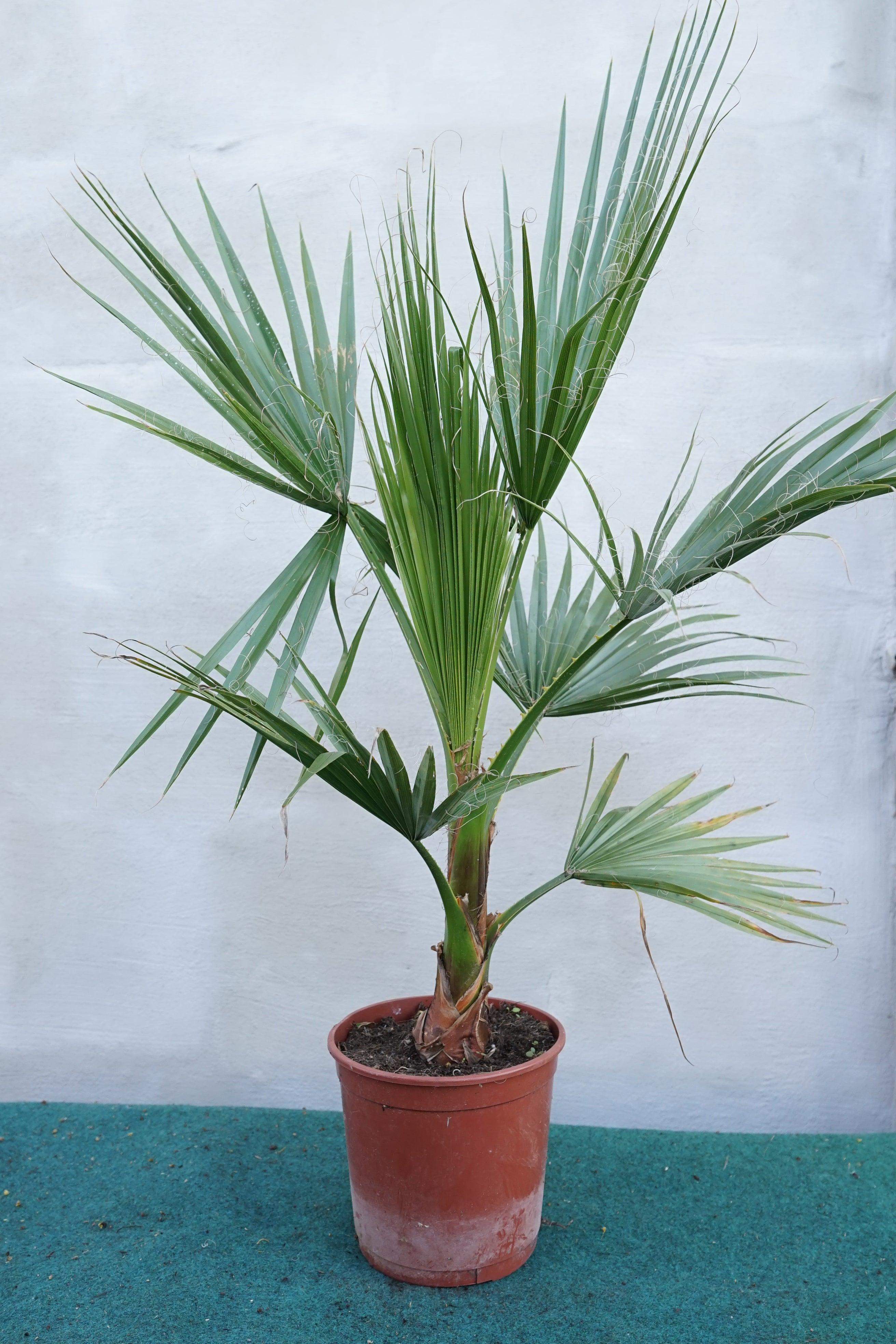 Washingtonia robusta - Mammutpalme - Image