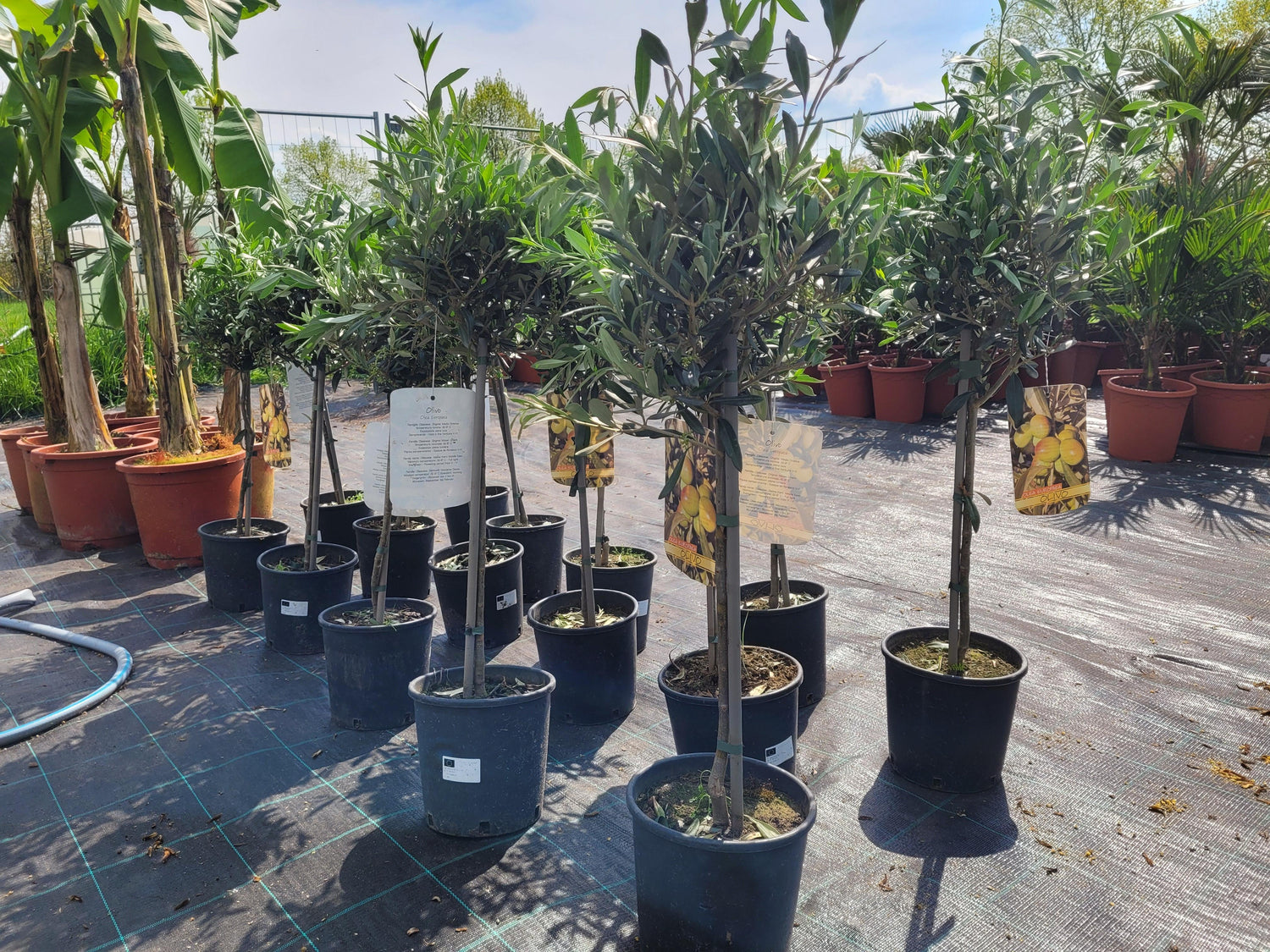 Olea europea - Olivenbaum Ölbaum - Image