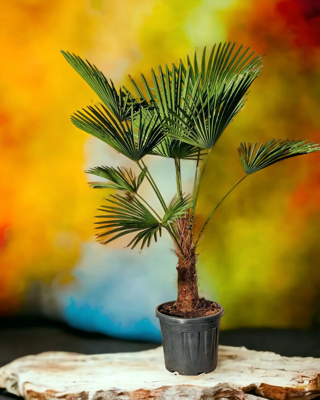 Trachycarpus wagnerianus - Wagner Hanfpalme - Image