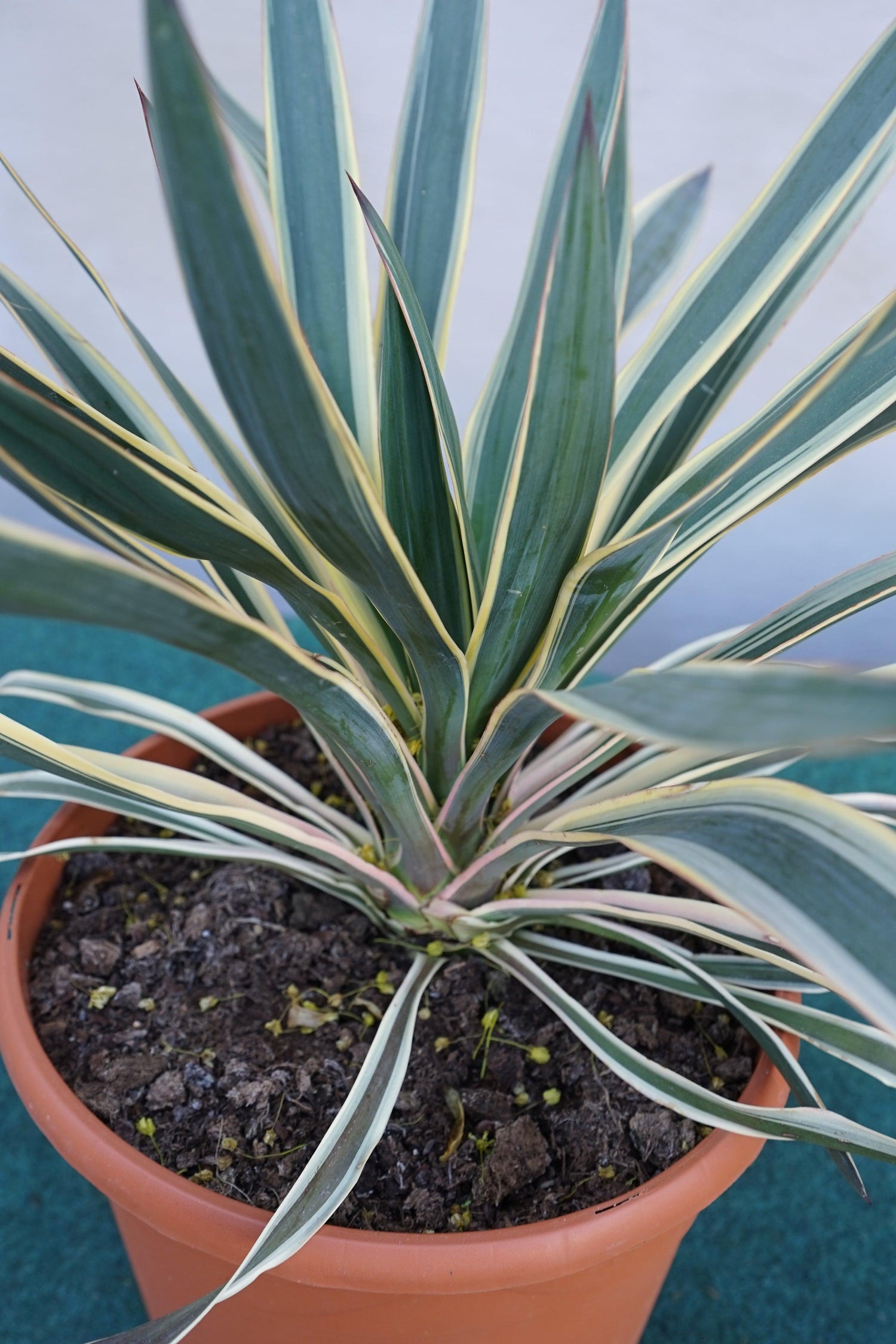 Yucca gloriosa variegata - Panaschierte Yucca - Image