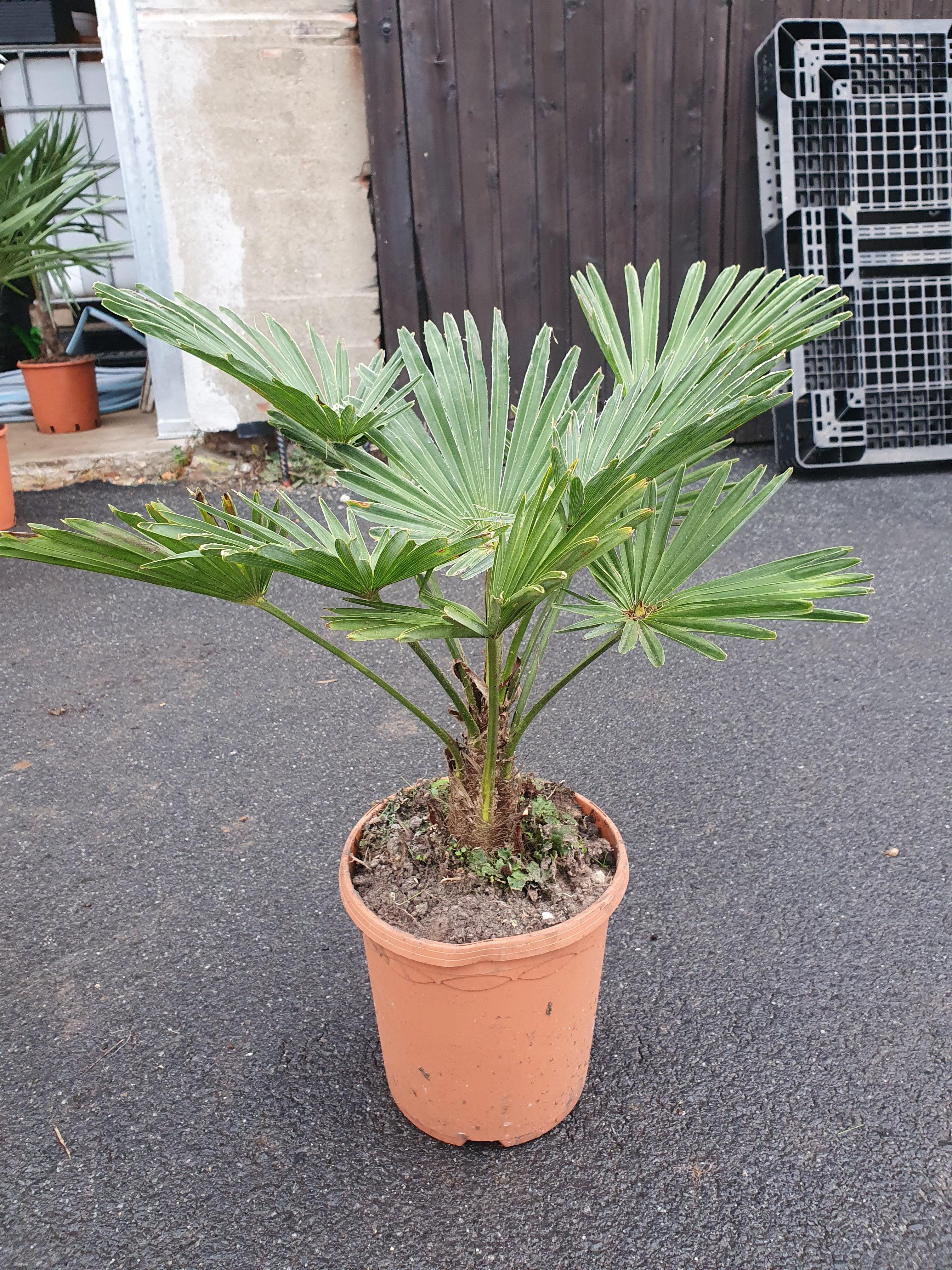 Trachycarpus wagnerianus - Wagner Hanfpalme - Image