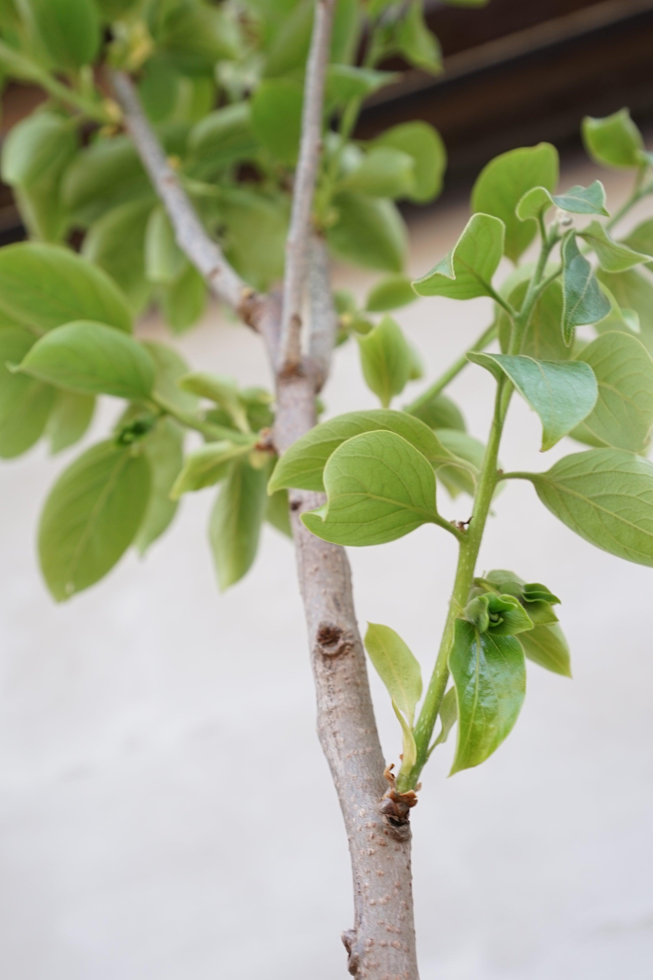 Diospyros Kaki - Kaki Kakibaum - Image
