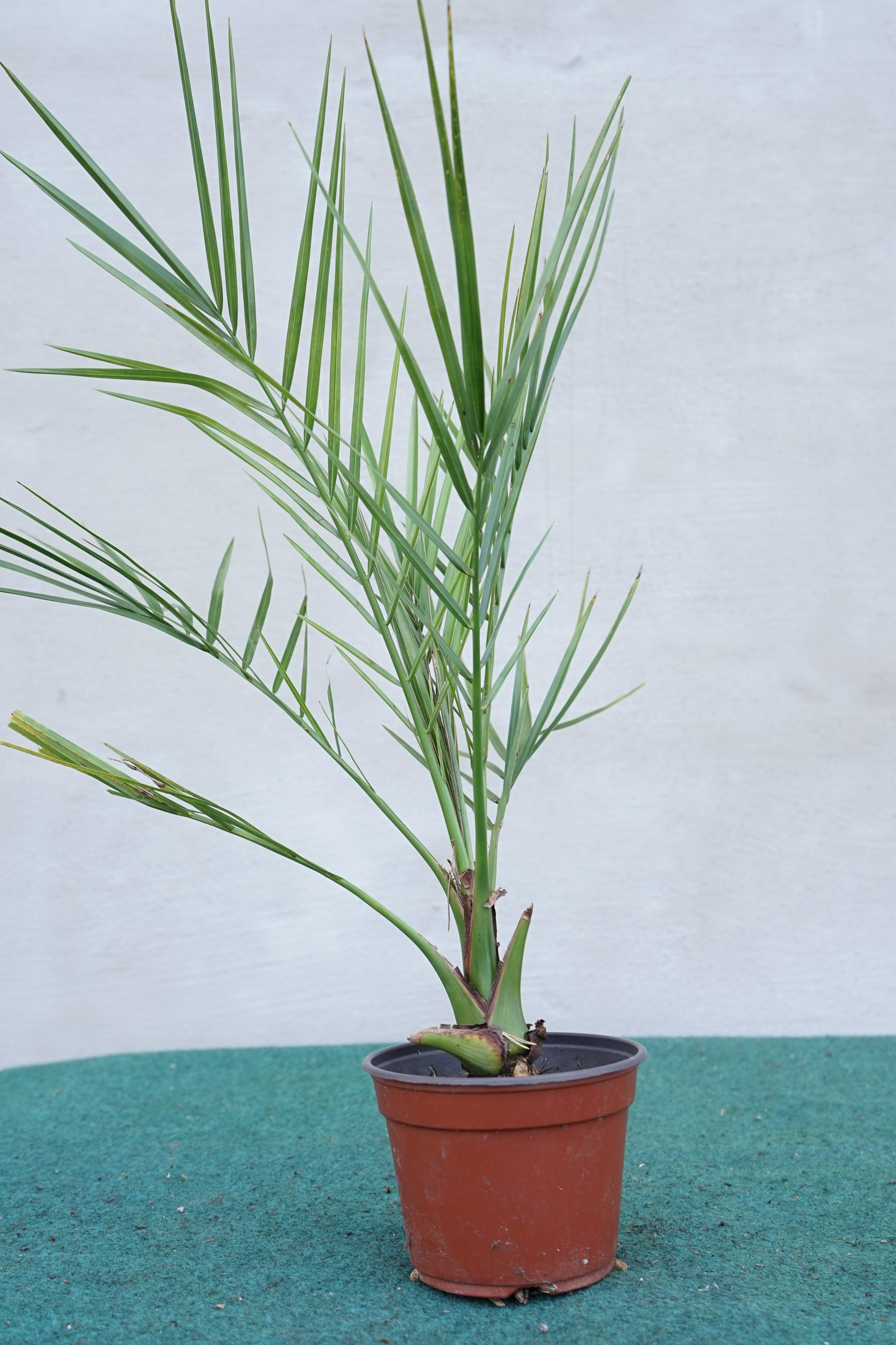Phoenix canariensis - Kanarische Dattelpalme - Image