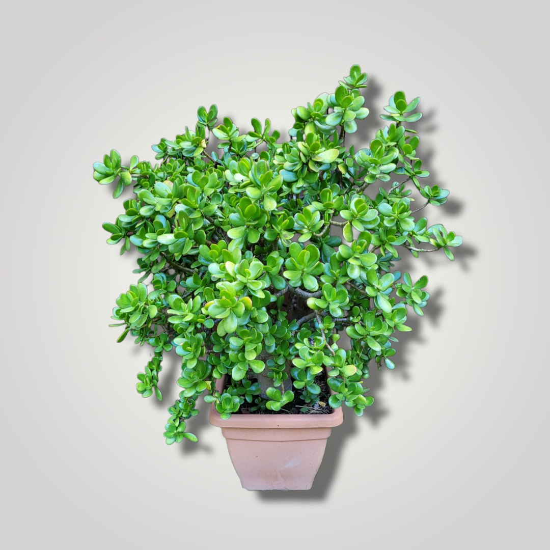 Crassula ovata - Jadestrauch Geldbaum - Image
