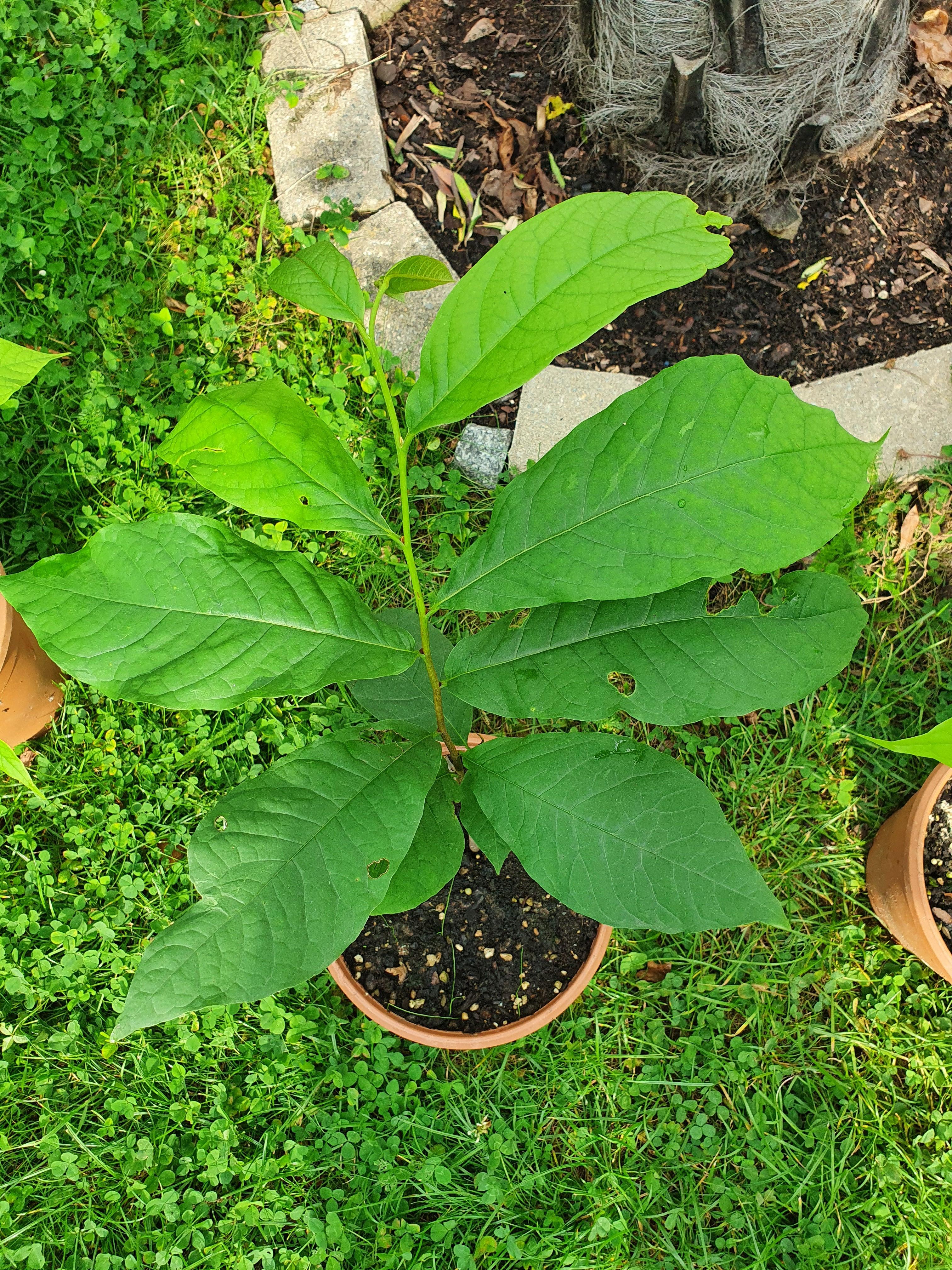 Asimina triloba &