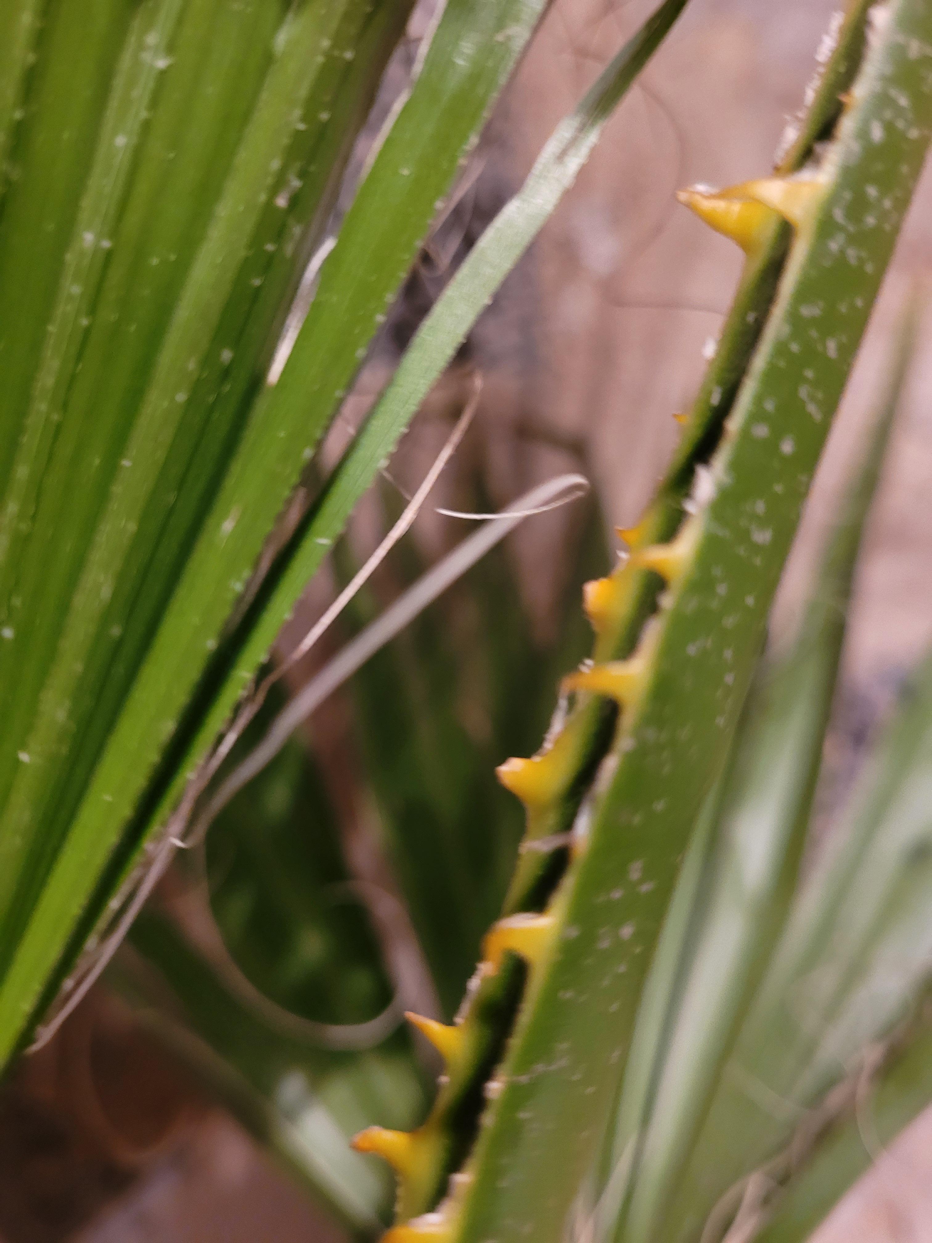 Washingtonia robusta - Mammutpalme - Image
