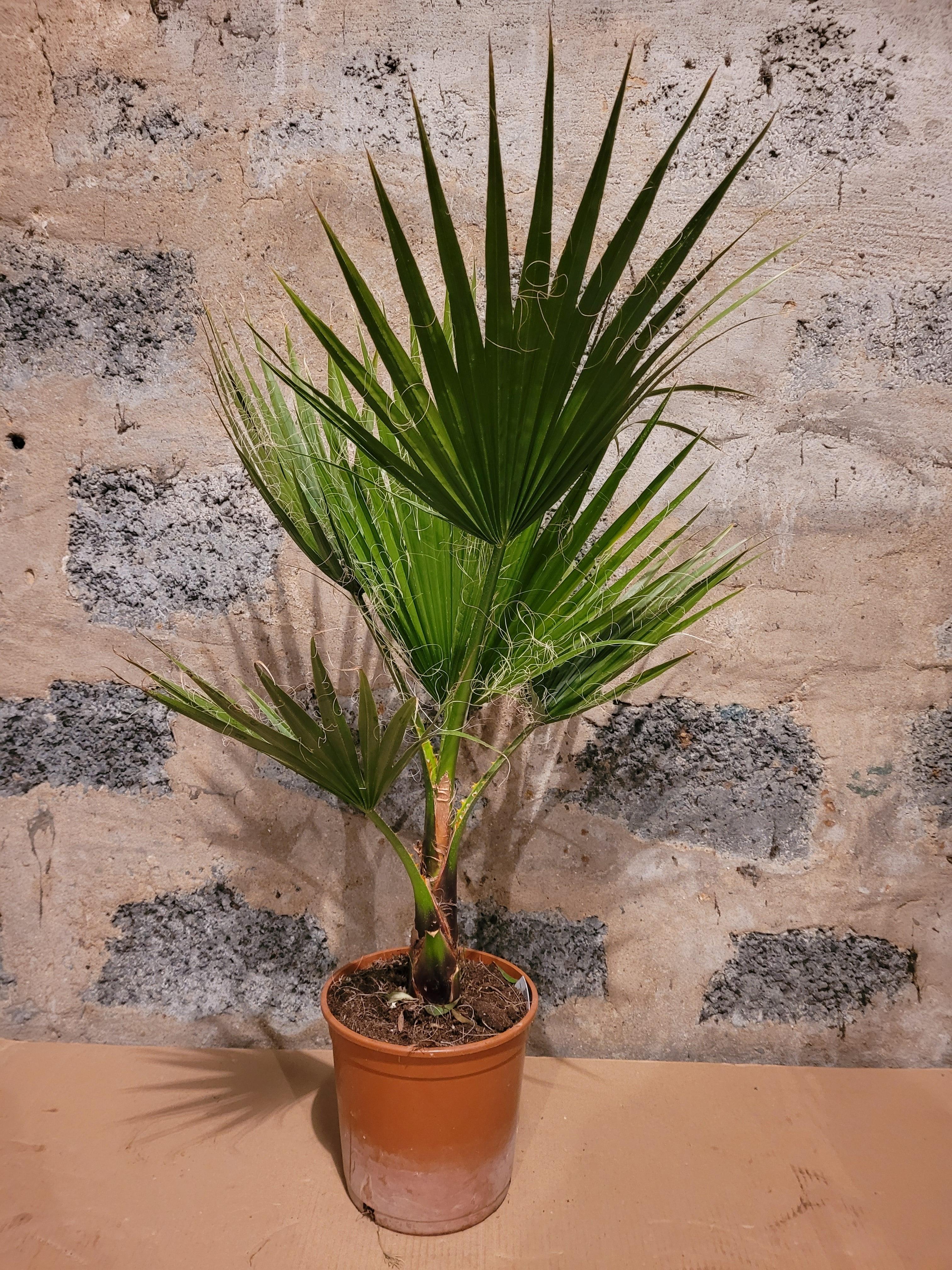 Washingtonia robusta - Mammutpalme - Image