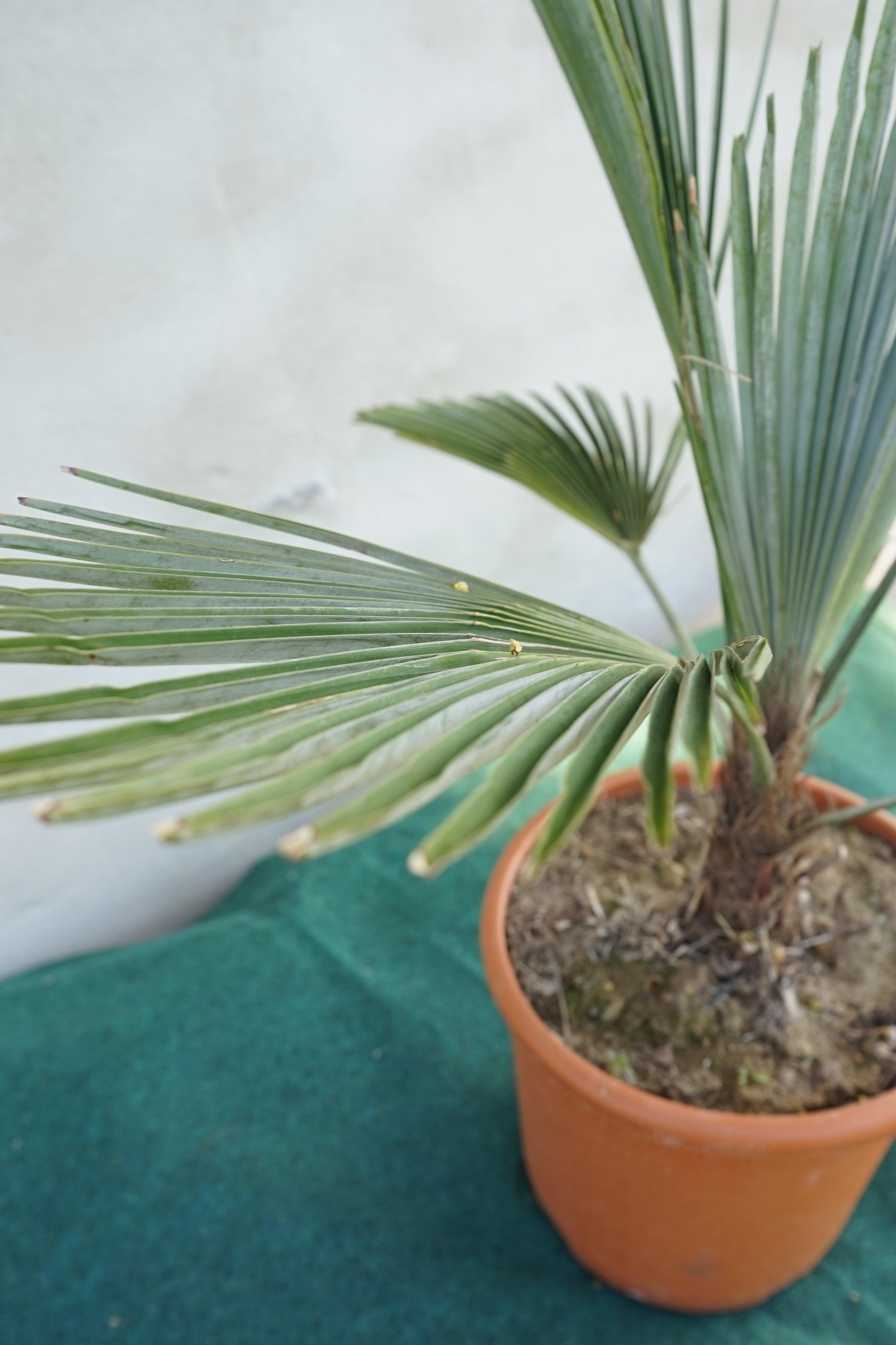 Trachycarpus princeps - Marmorhanfpalme - Image