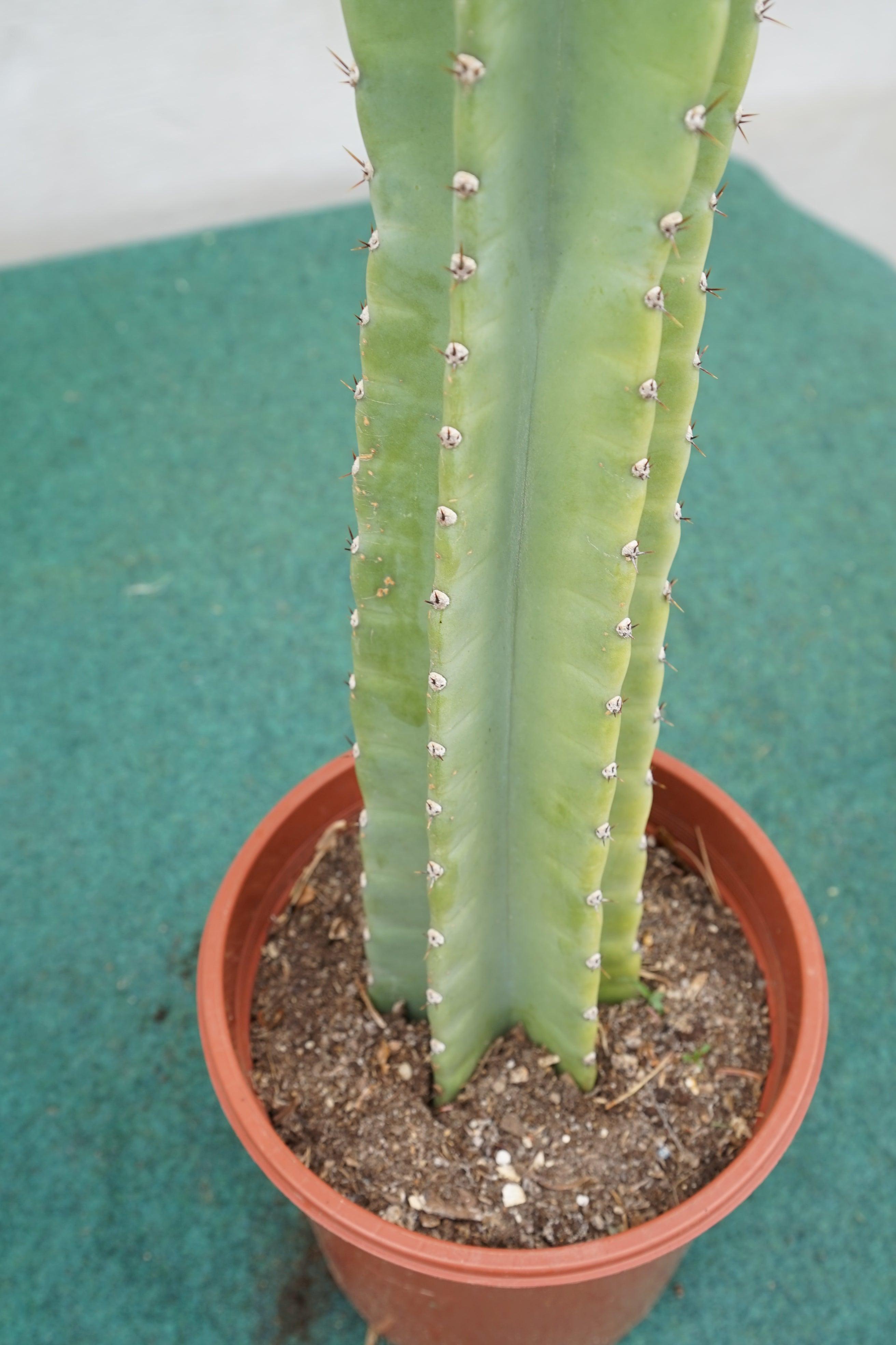 Cereus peruvianus - Säulenkaktus - Image