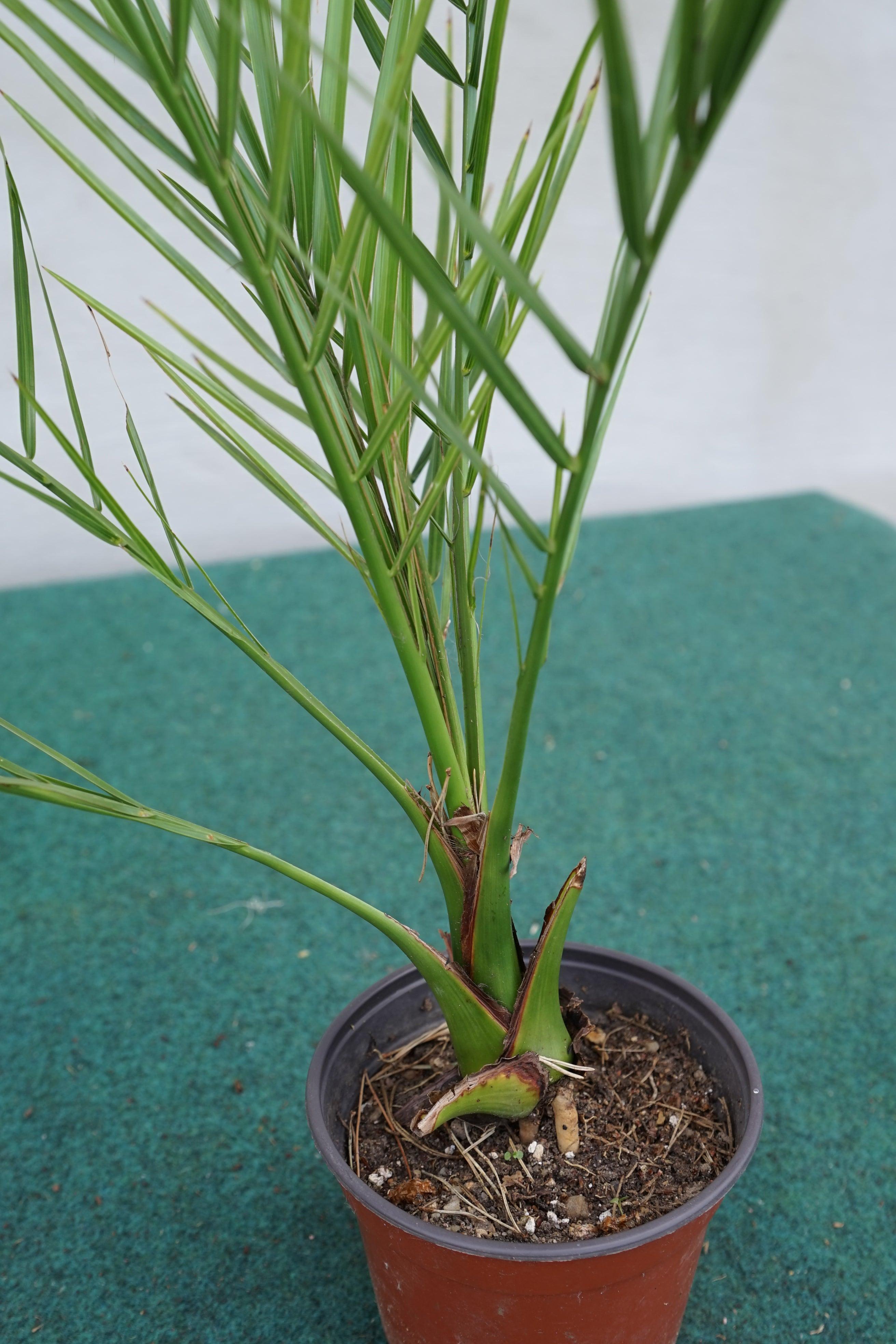 Phoenix canariensis - Kanarische Dattelpalme - Image