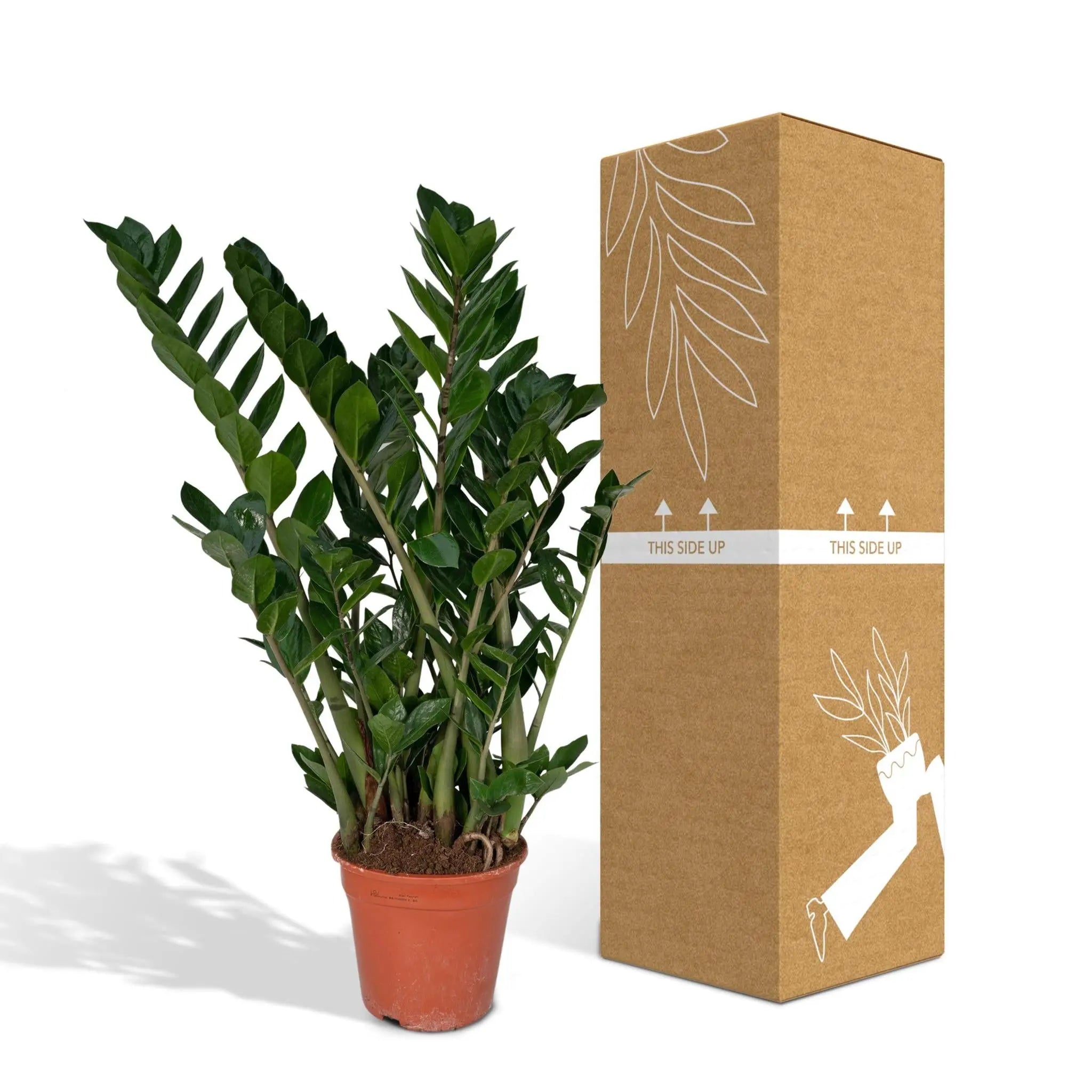 Zamioculcas Zamiifolia - Emerald palm - 80cm - Ø21 - Image