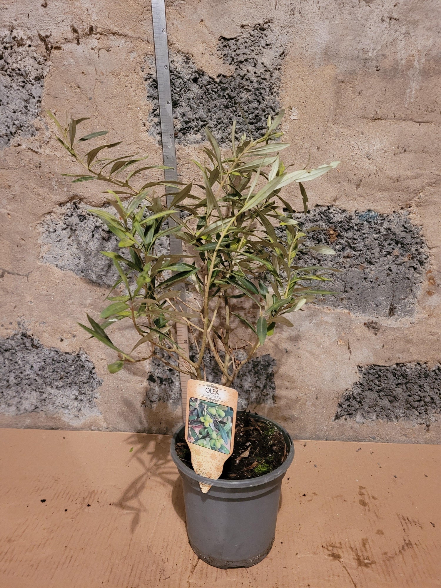 Olea europea - Olivenbaum Ölbaum - Image