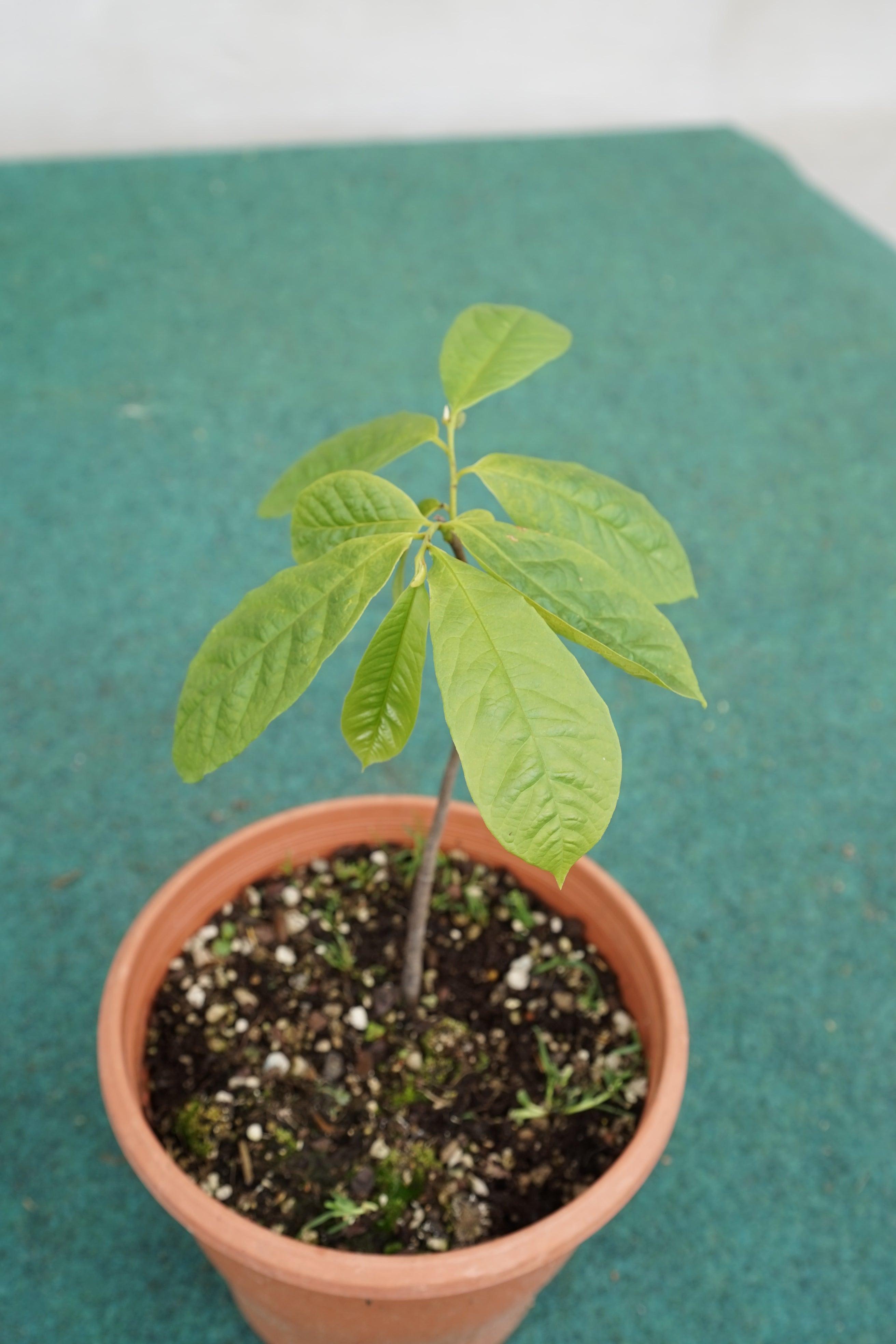 Asimina triloba &