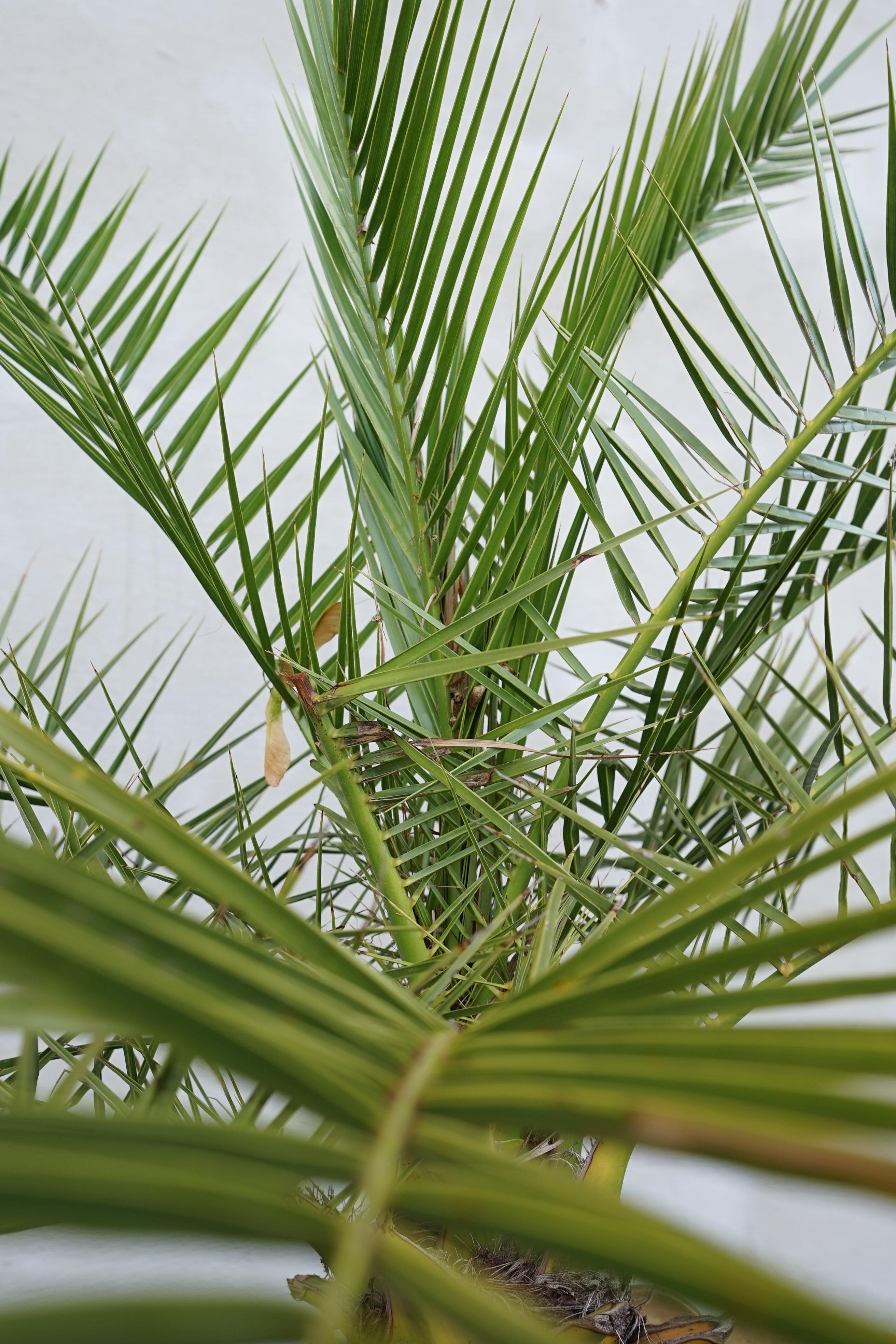 Phoenix canariensis - Kanarische Dattelpalme - Image