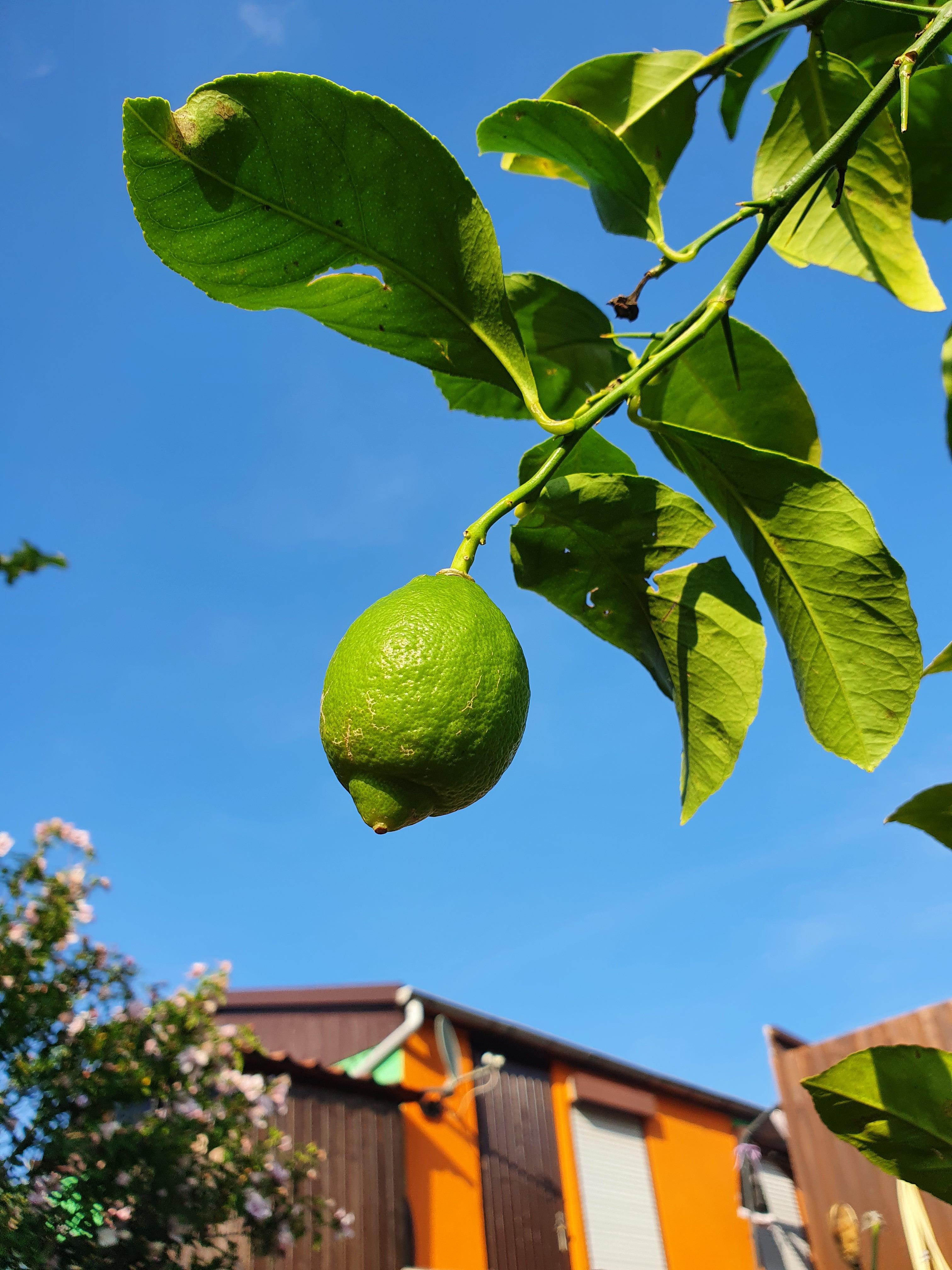 Citrus limon - Zitrone Zitronenbaum - Image
