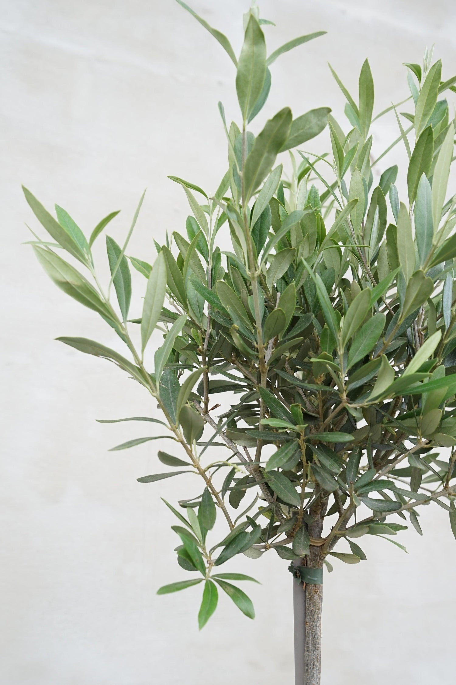 Olea europea - Olivenbaum Ölbaum - Image