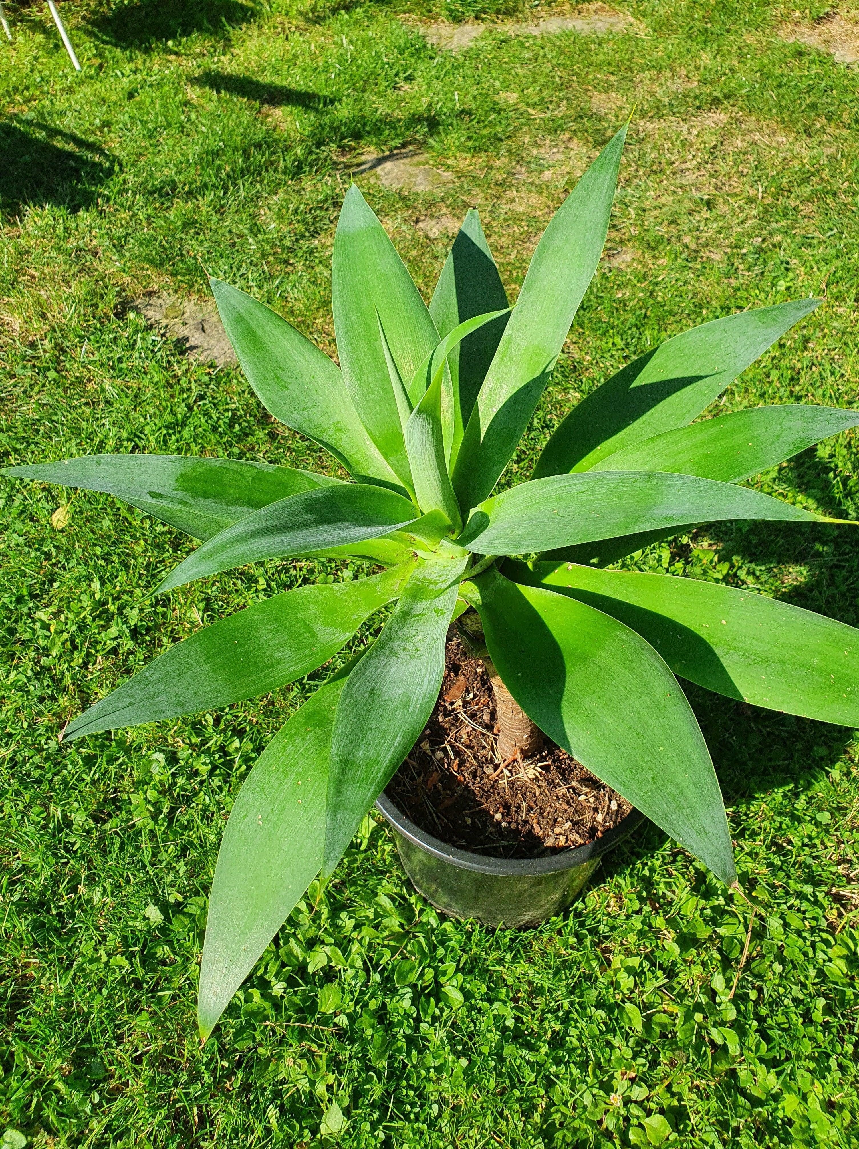 Agava attenuata - Drachenbaum Agave - Image