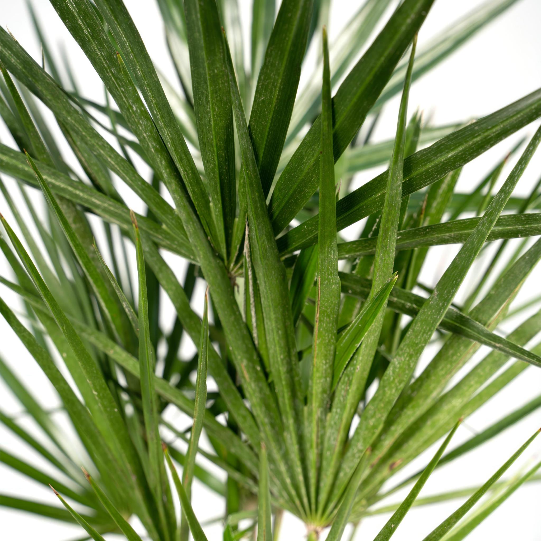 Chamaerops humilis - Europäische Zwergpalme