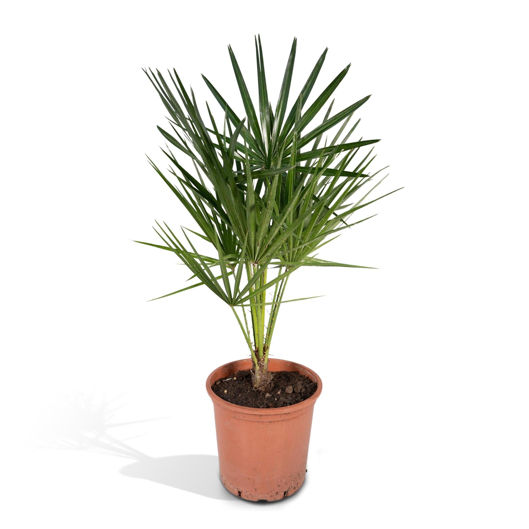 Chamaerops humilis - Europäische Zwergpalme