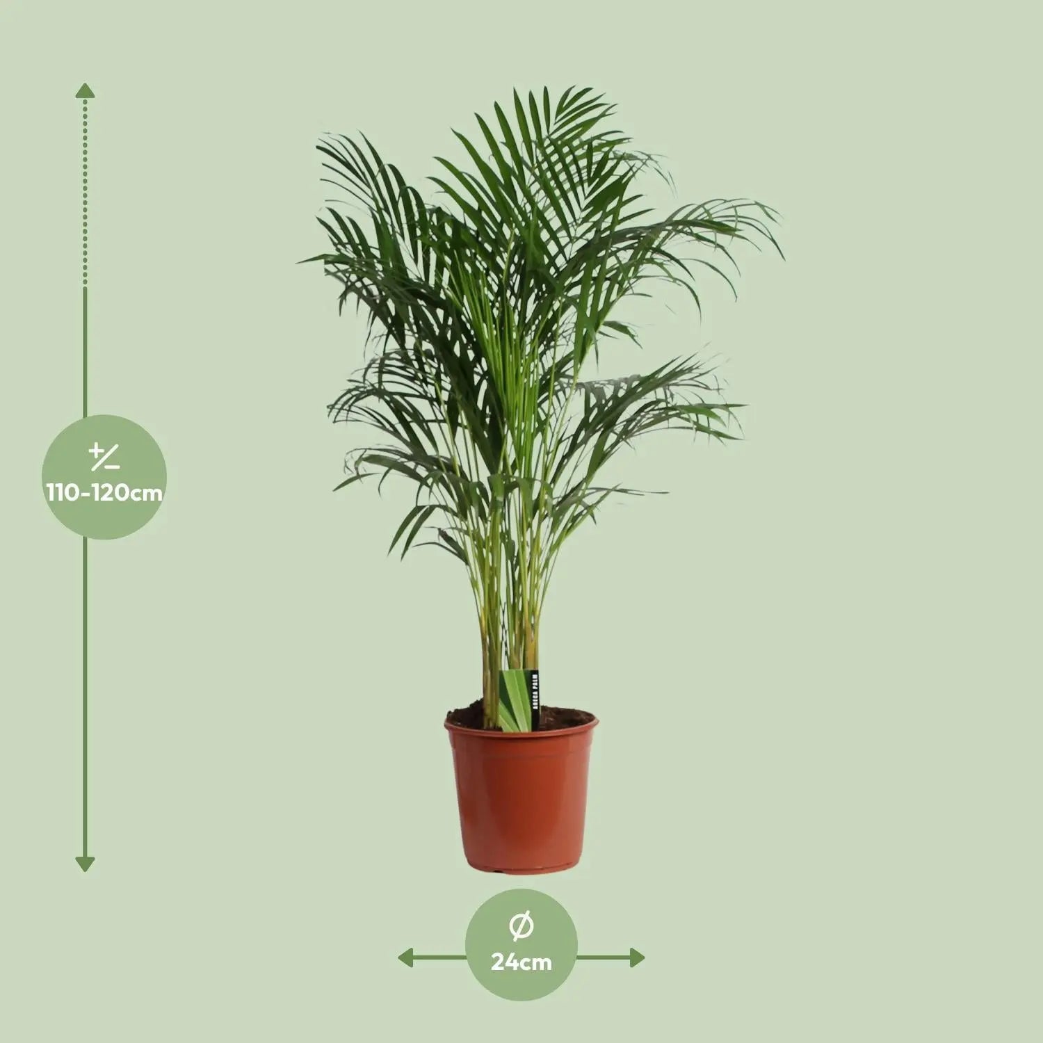 Dypsis lutescens - Areca-, Goldfruchtpalme - Image 