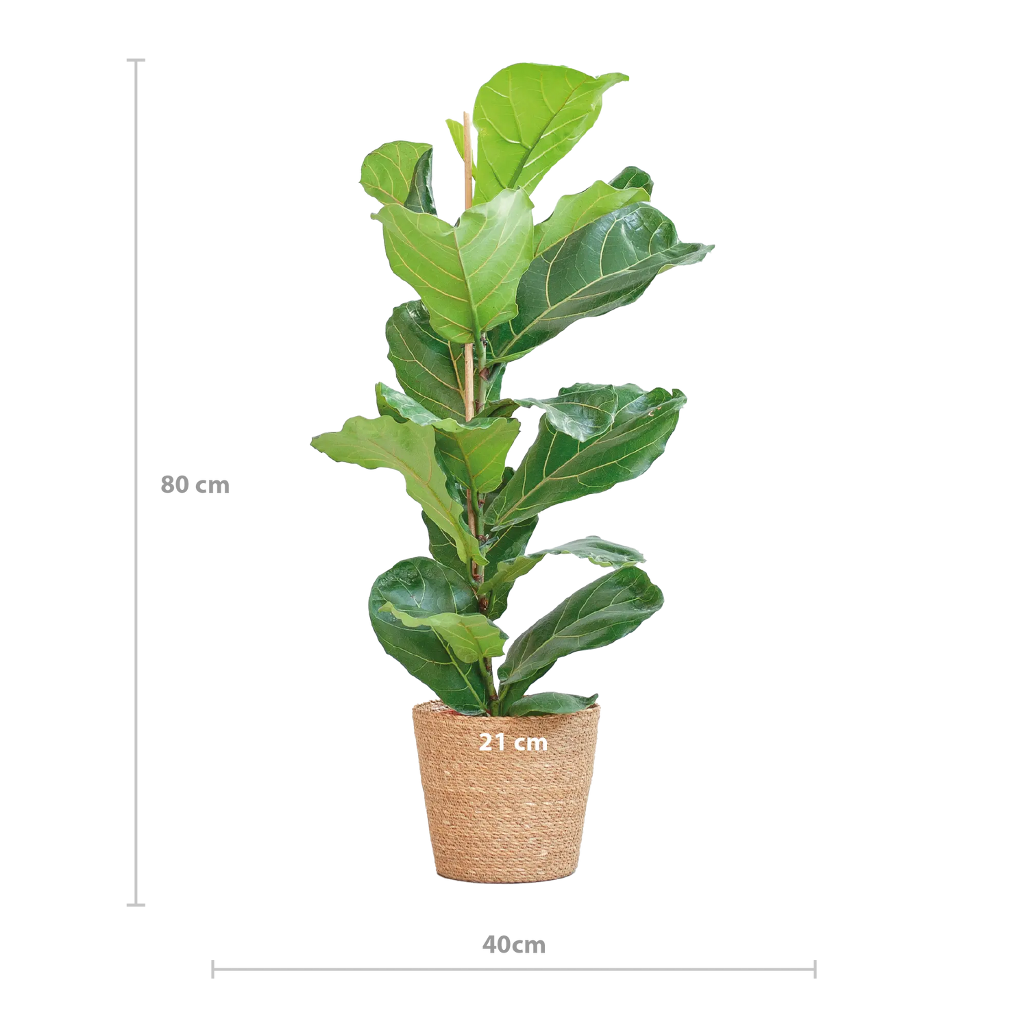 Ficus lyrata - Geigenfeige - Image 