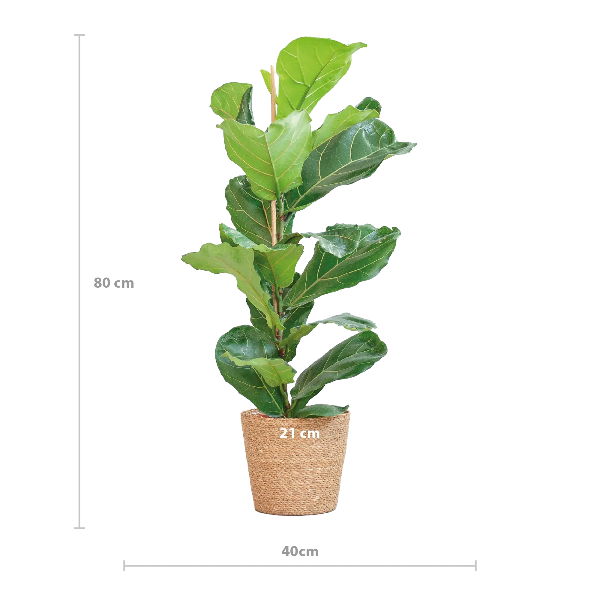 Ficus lyrata - Geigenfeige - Image 