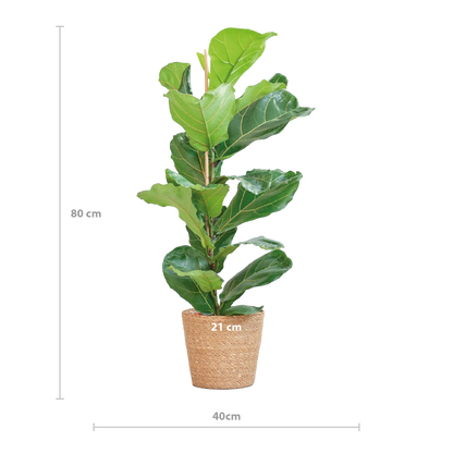 Ficus lyrata - Geigenfeige - Image 